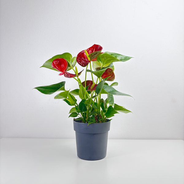 anthurium grande Anthurium – Leo And Leaf