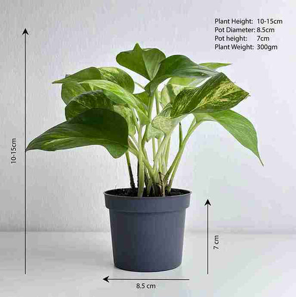 golden pothos pot Golden Pothos – Leo And Leaf