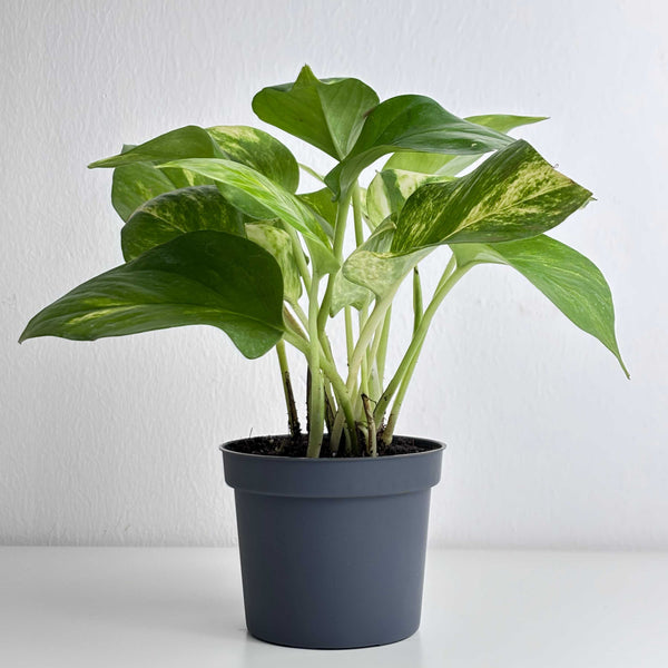 is golden pothos money plant Golden Pothos – Leo And Leaf