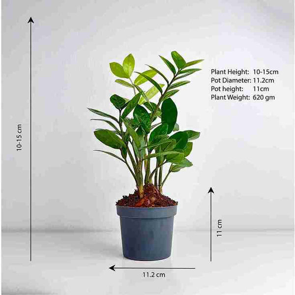 zz plant height ZZ Plant Medium – Leo And Leaf
