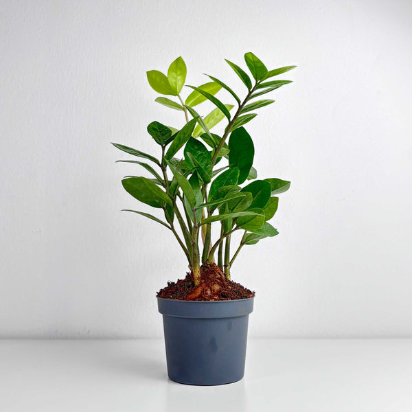 ZZ Plant Medium – Leo And Leaf