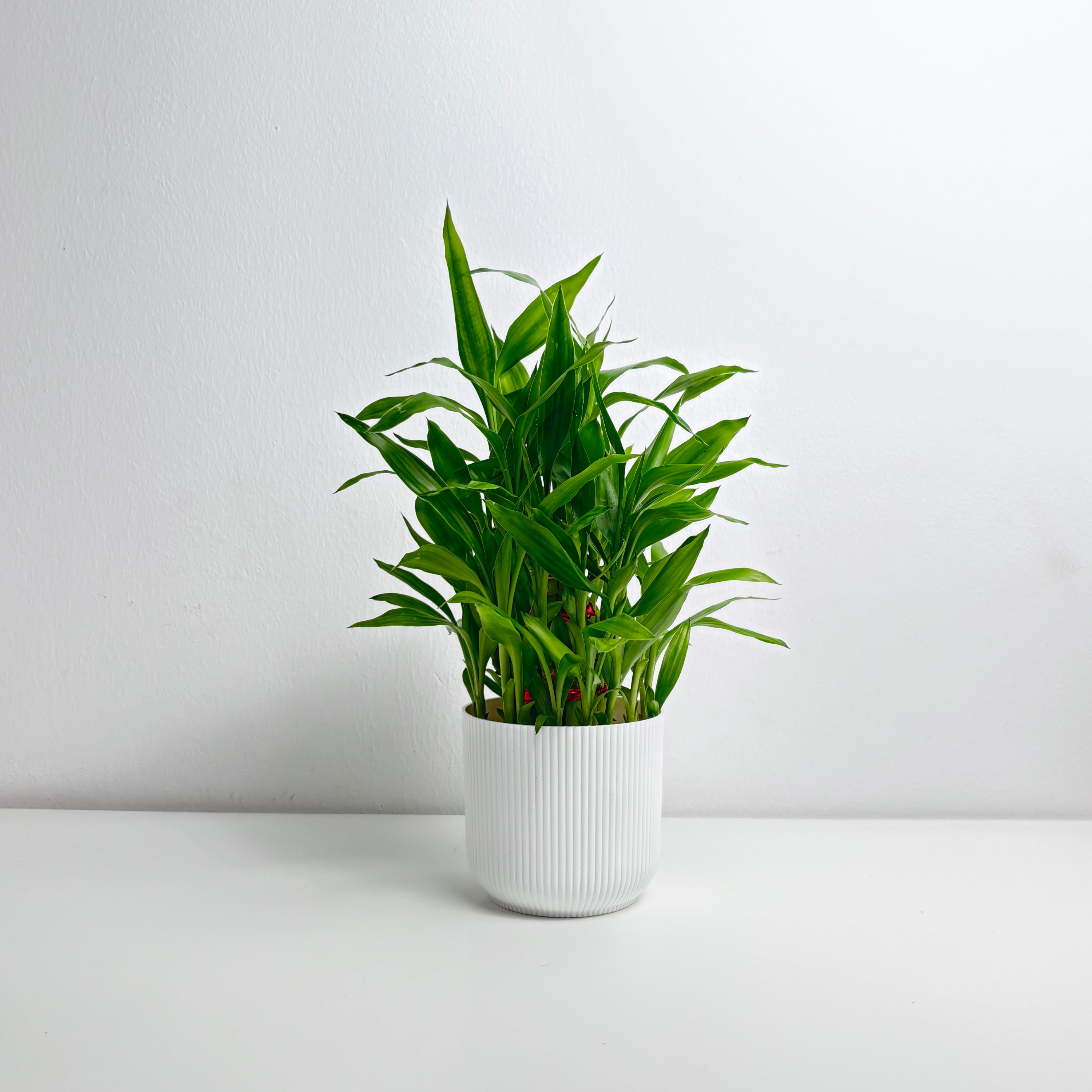 3 layer lucky bamboo plant 3 Layer Lucky Bamboo – Leo And Leaf