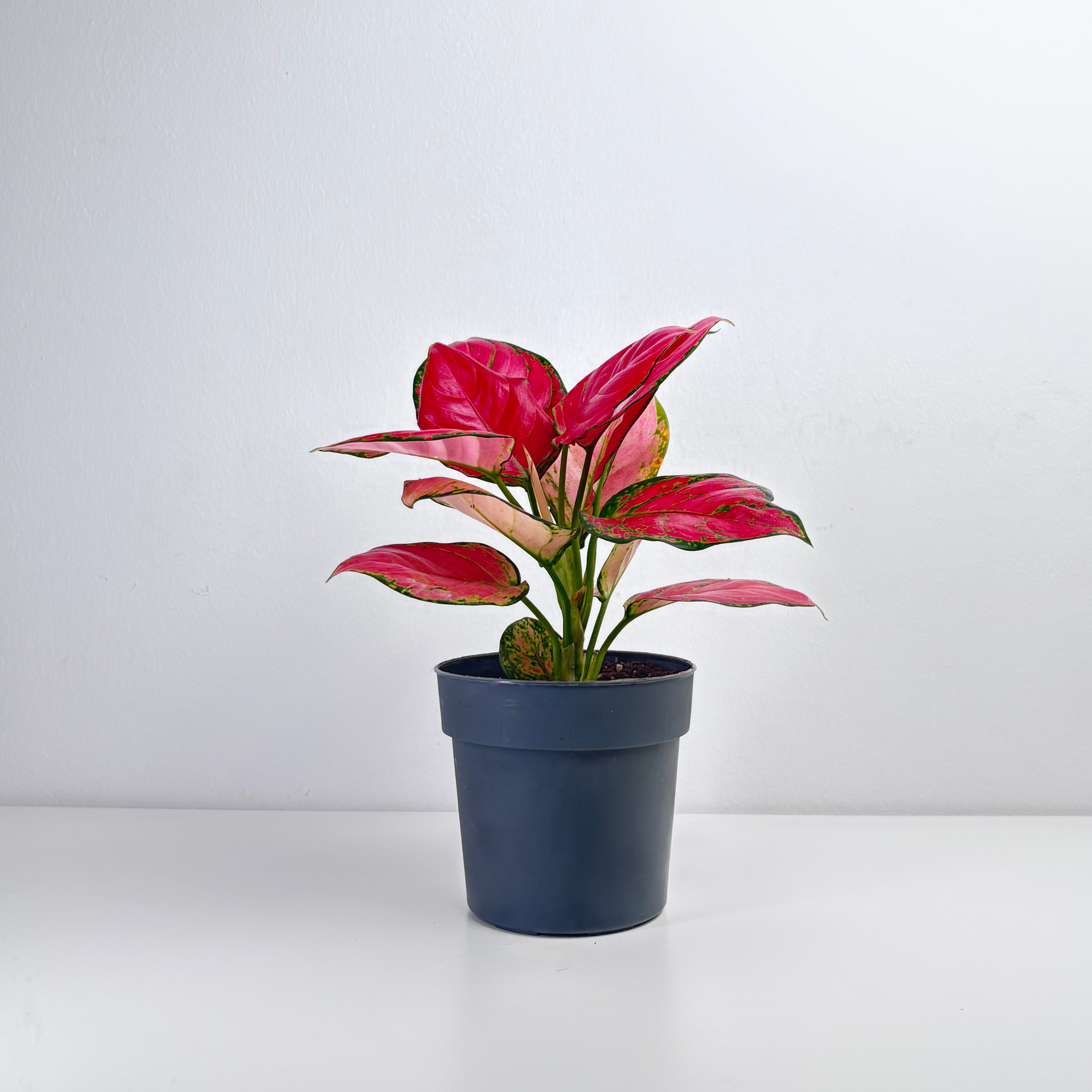 aglaonema red elephant Aglaonema Pink – Leo And Leaf