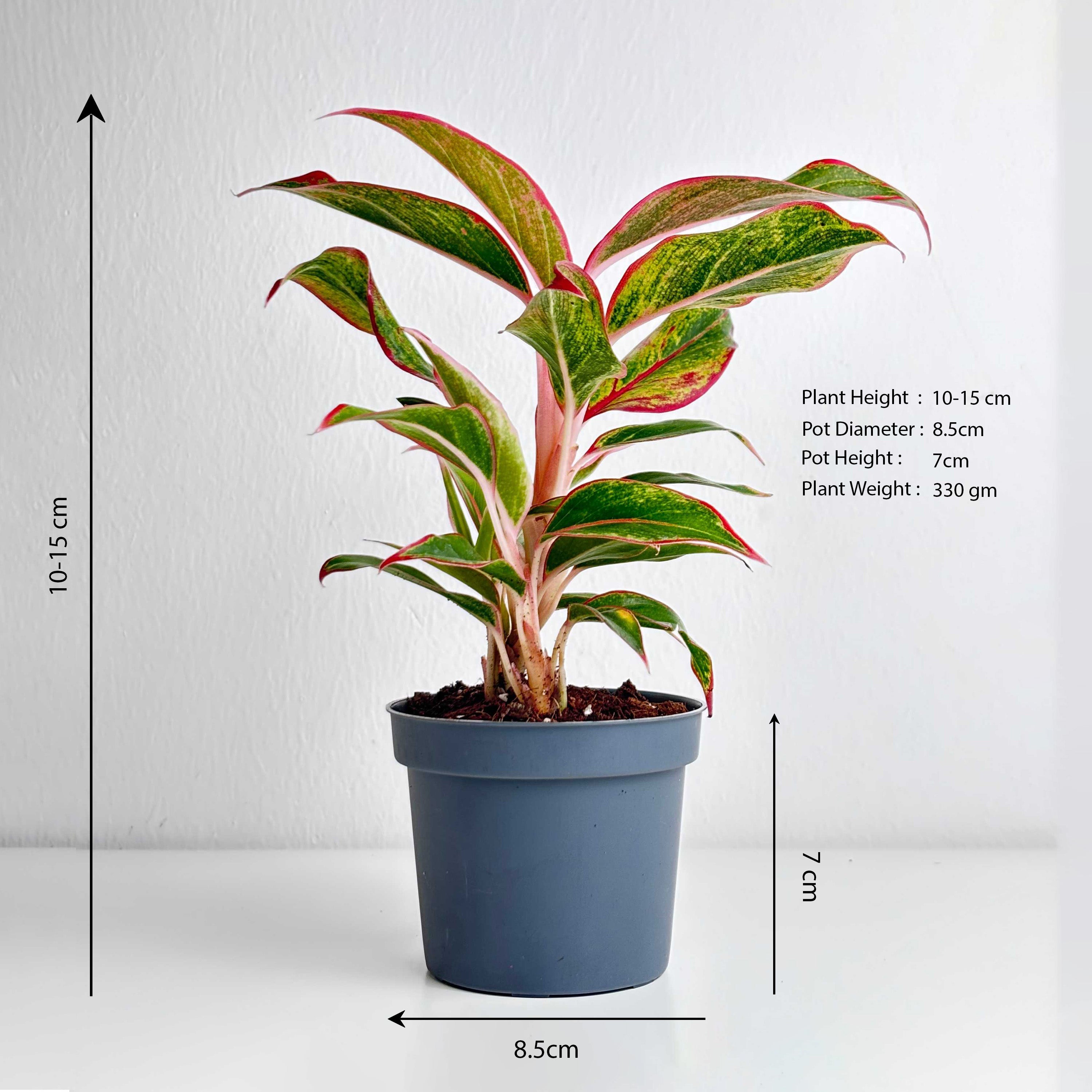 Aglaonema Red - Leo And Leaf 