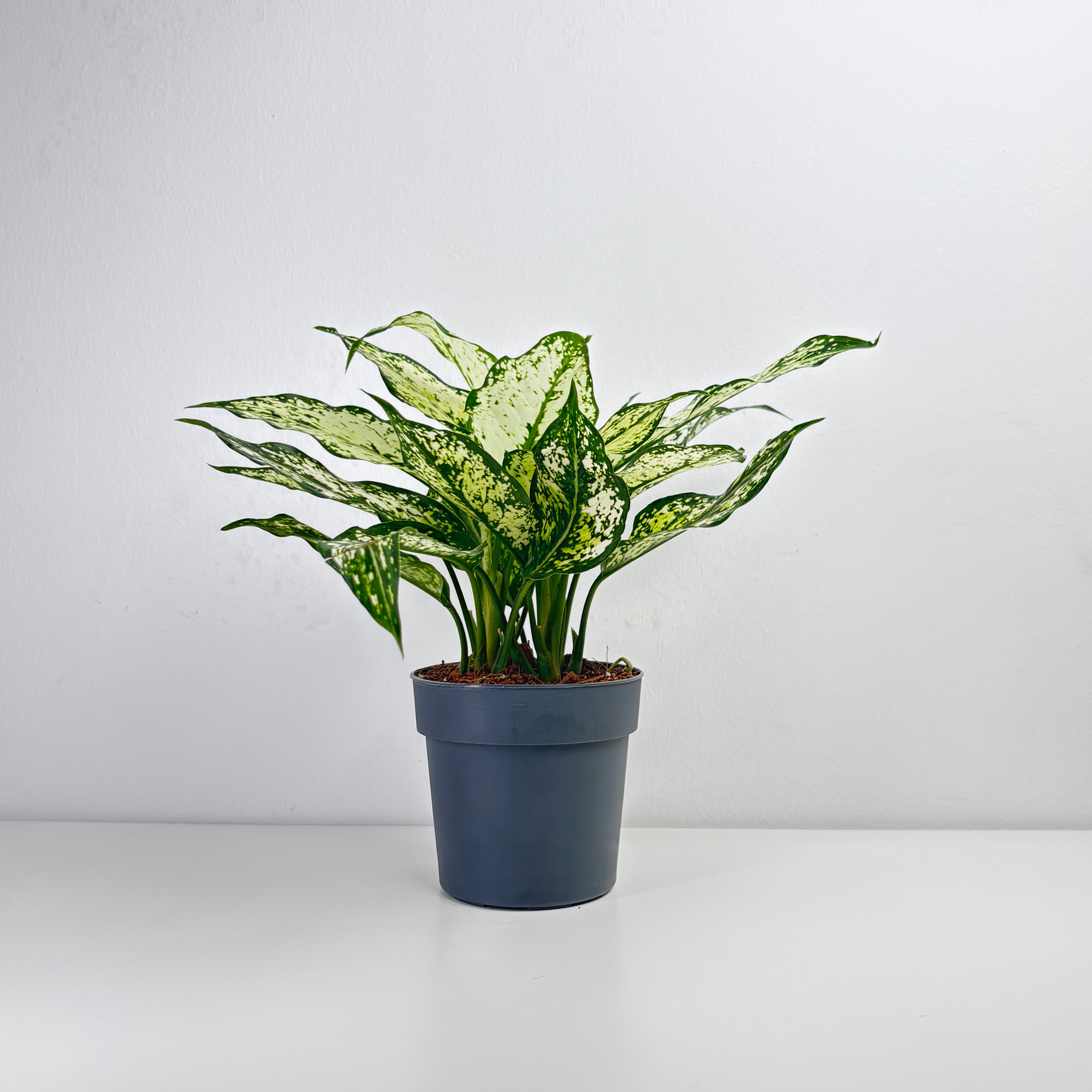 Aglaonema Snow White - Leo And Leaf 