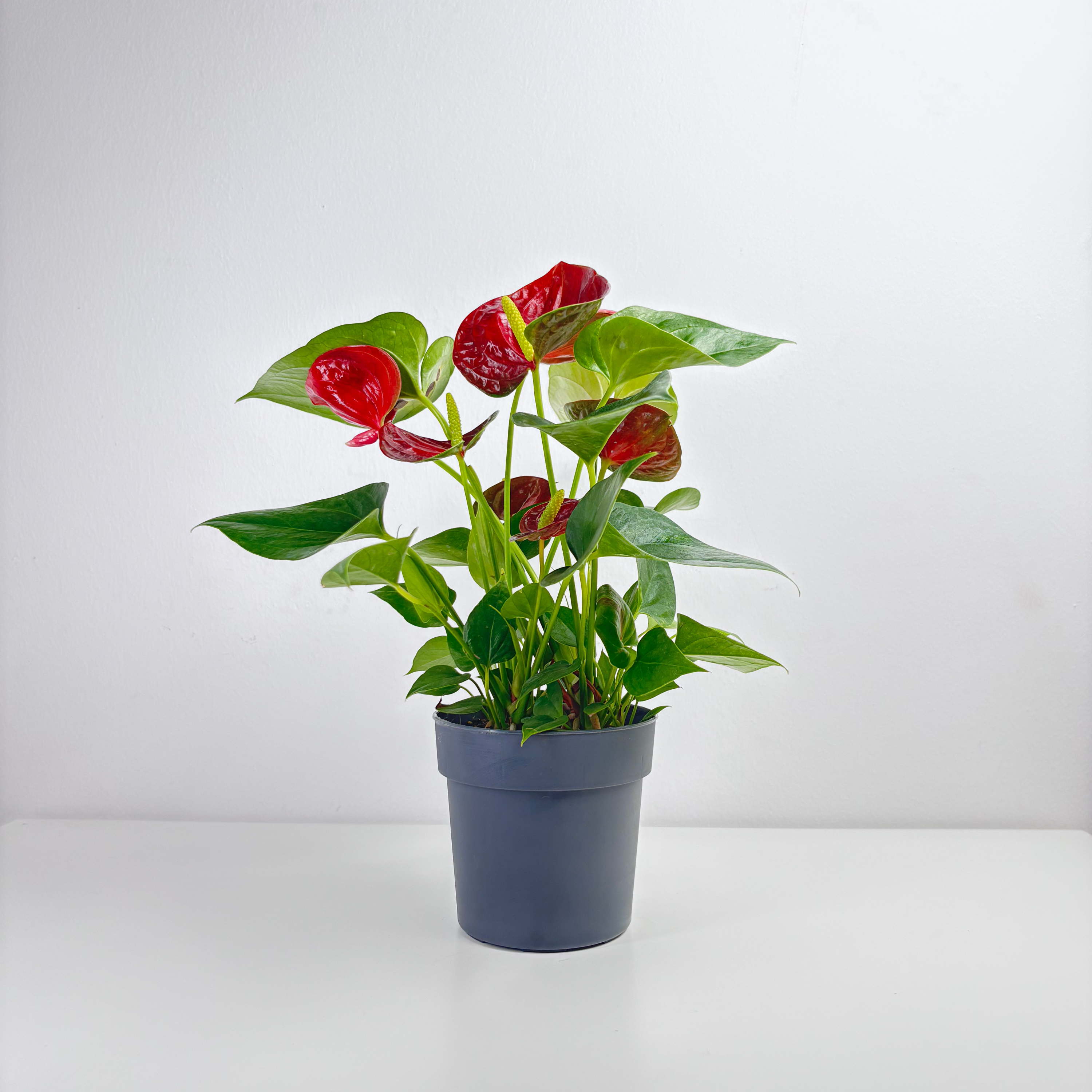 anthurium indoor plant Anthurium – Leo And Leaf