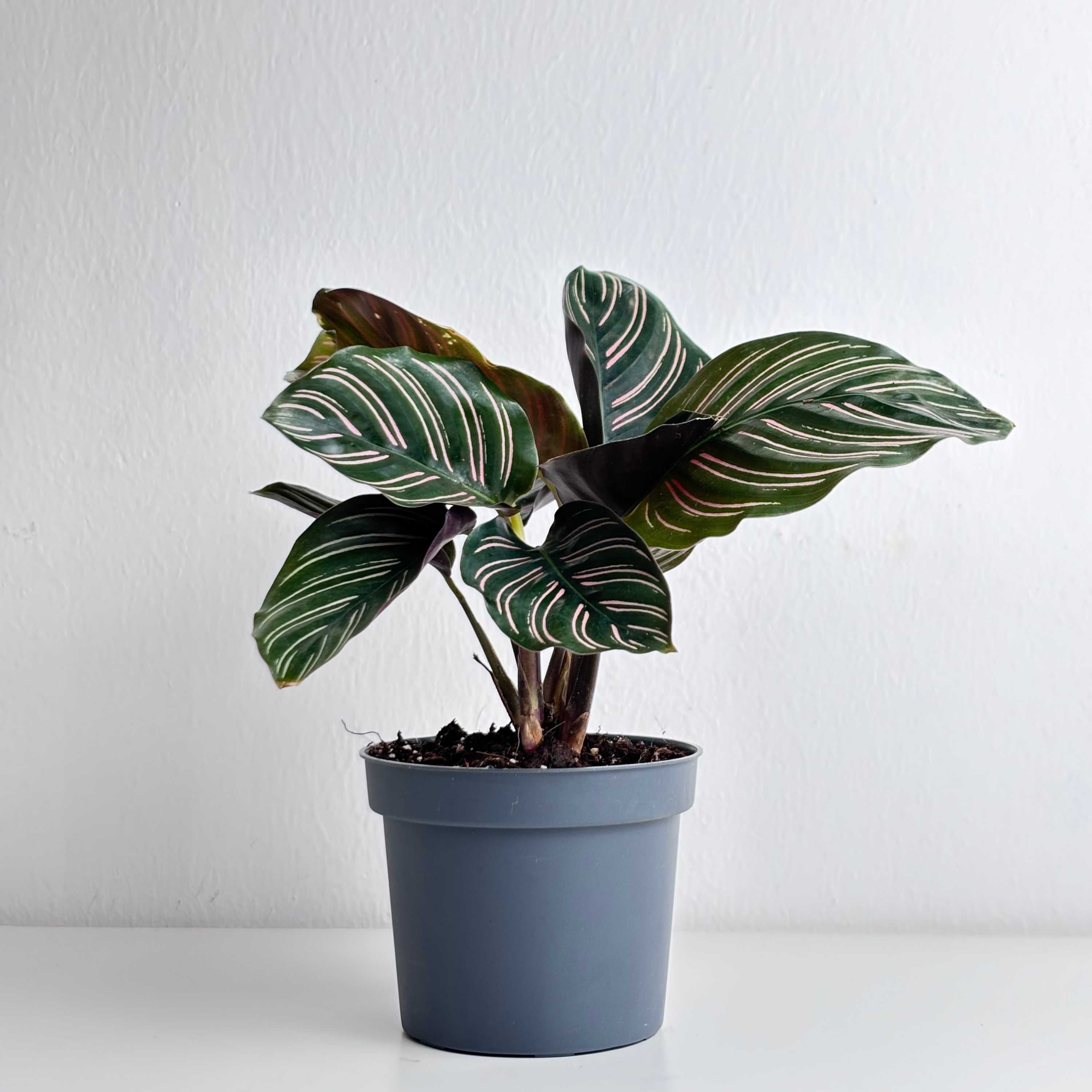 Calathea Ornata - Leo And Leaf 