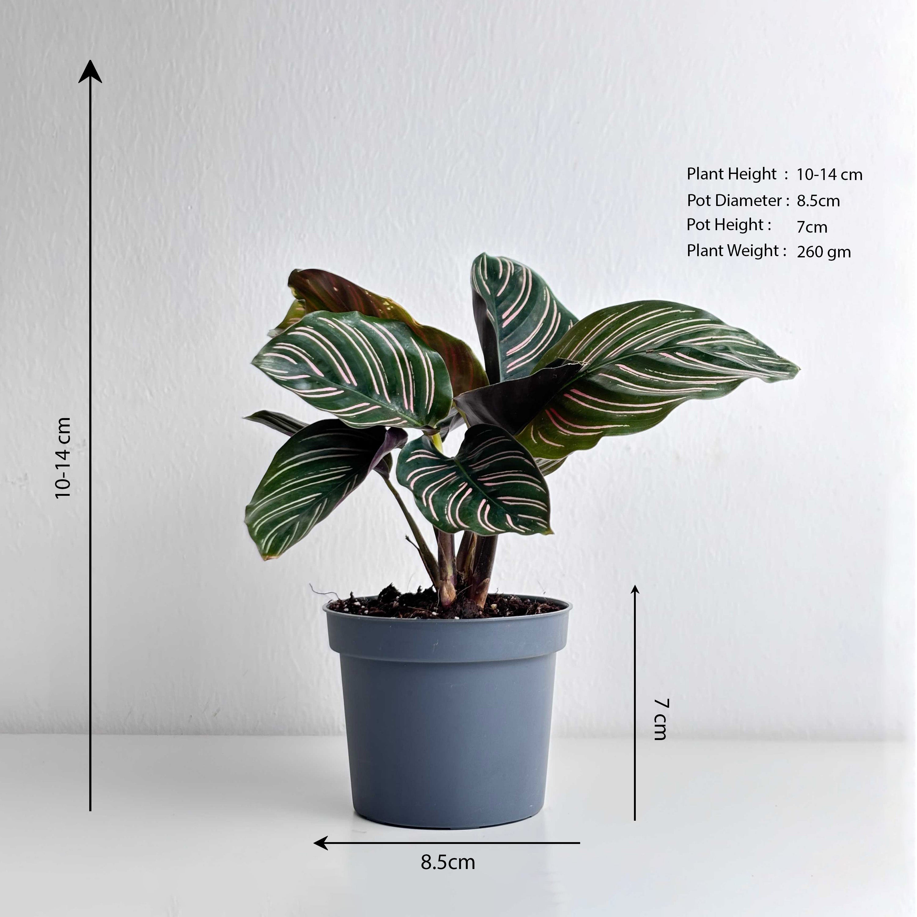 Calathea Ornata - Leo And Leaf 