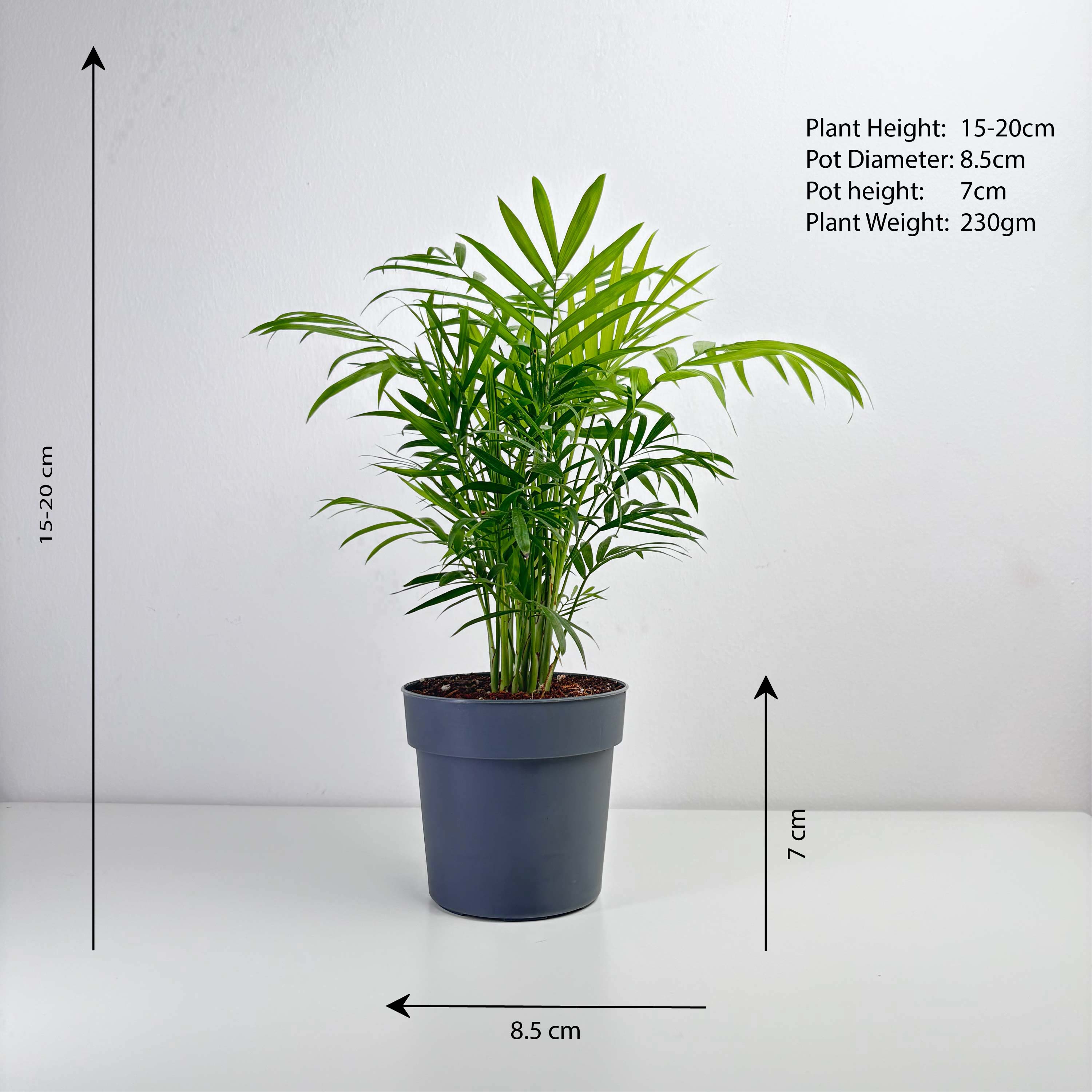 small indoor palm plant Chamaedorea Palm Small – Leo And Leaf