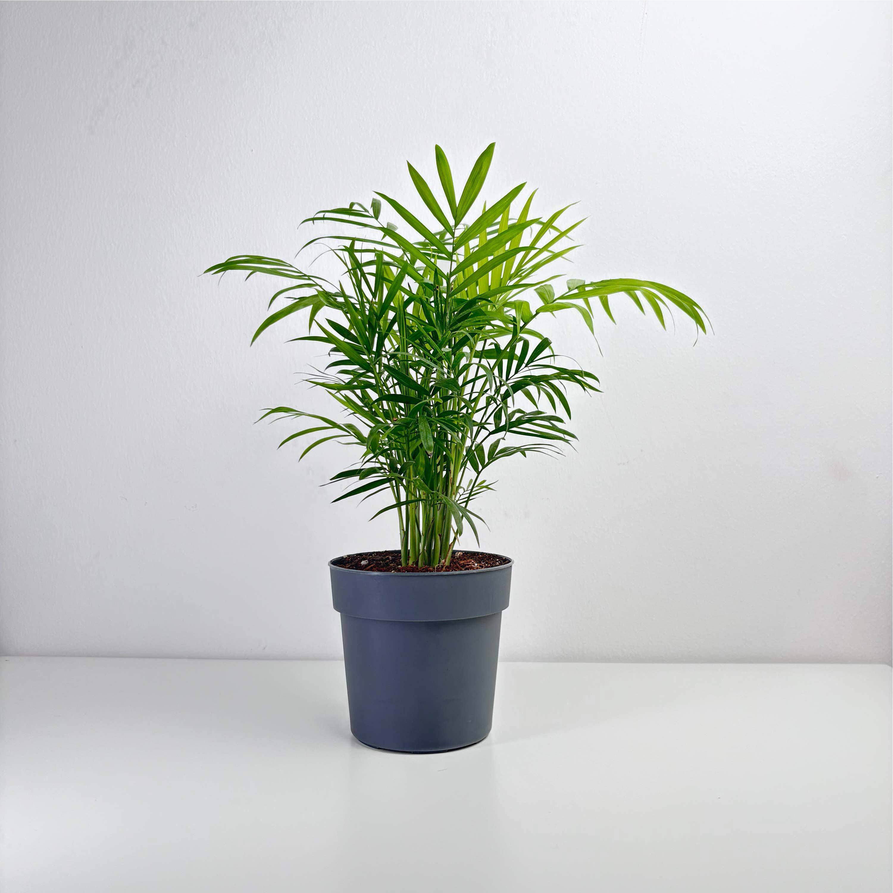 mini palm plant Chamaedorea Palm Small – Leo And Leaf