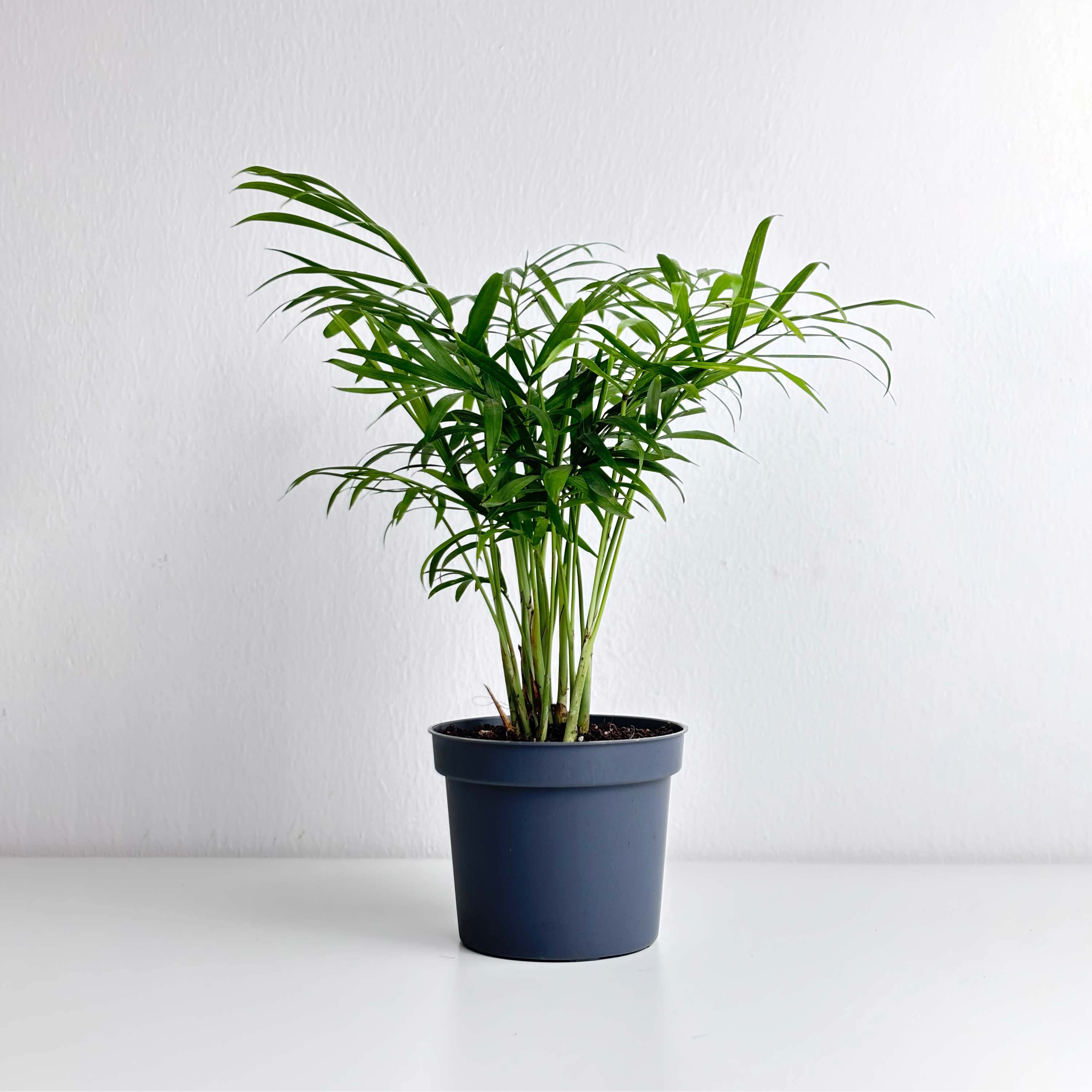 palm live plant Chamaedorea Palm Medium – Leo And Leaf
