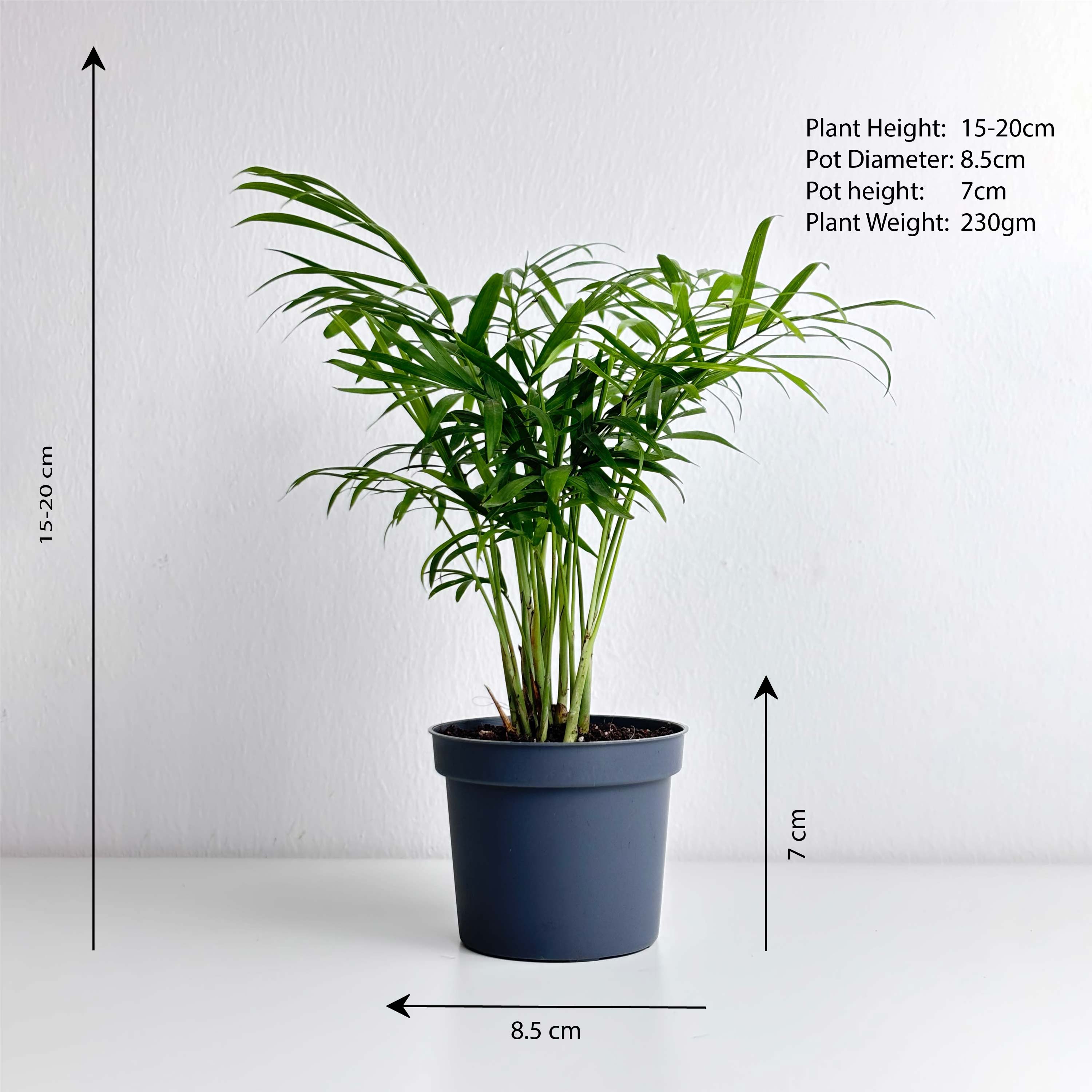 palm leaf indoor plant Chamaedorea Palm Medium – Leo And Leaf