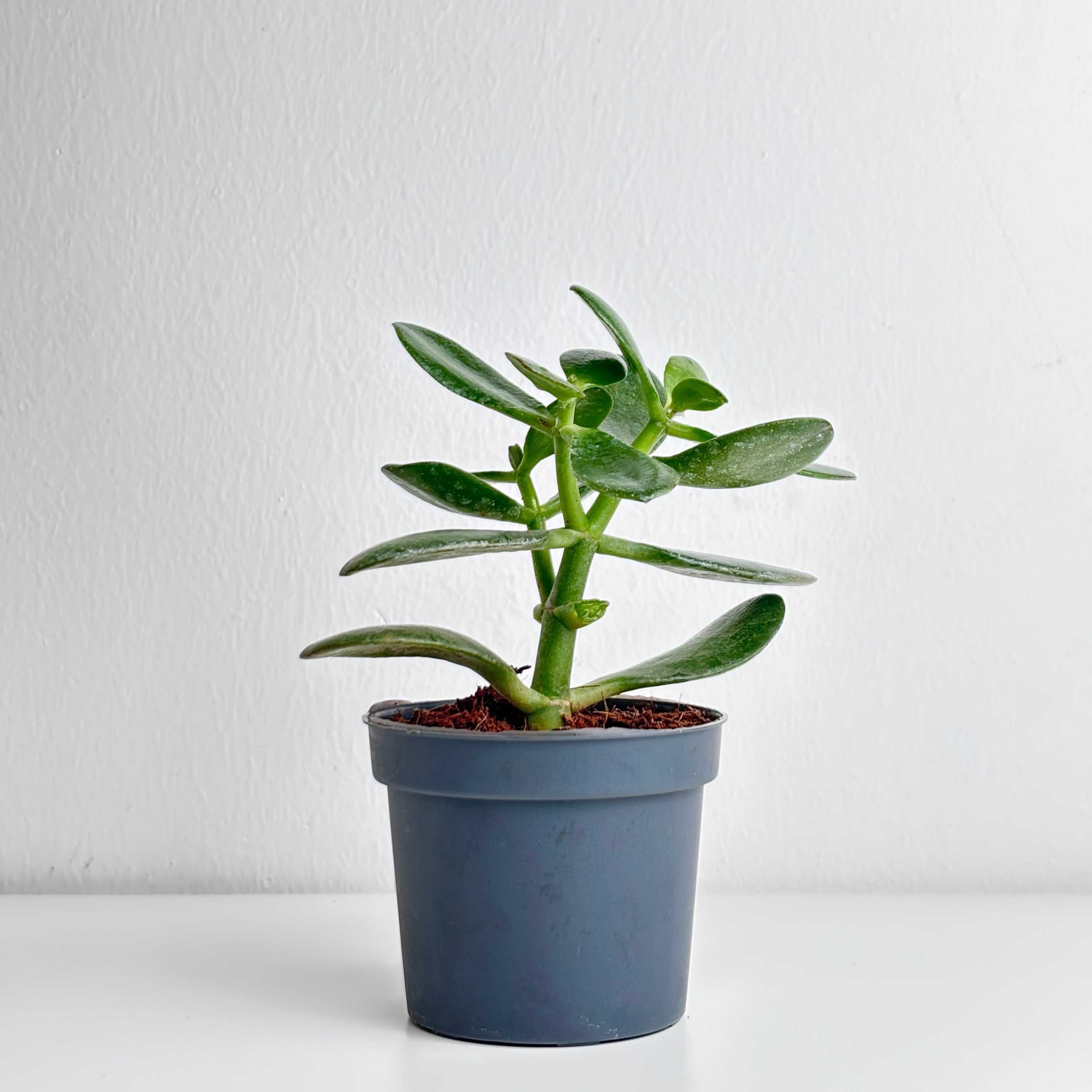 Crassula Ovata - Leo And Leaf 