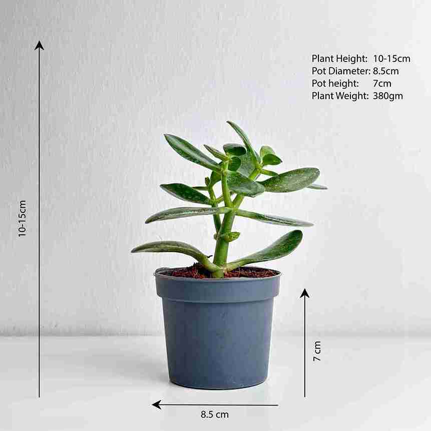 Crassula Ovata - Leo And Leaf 