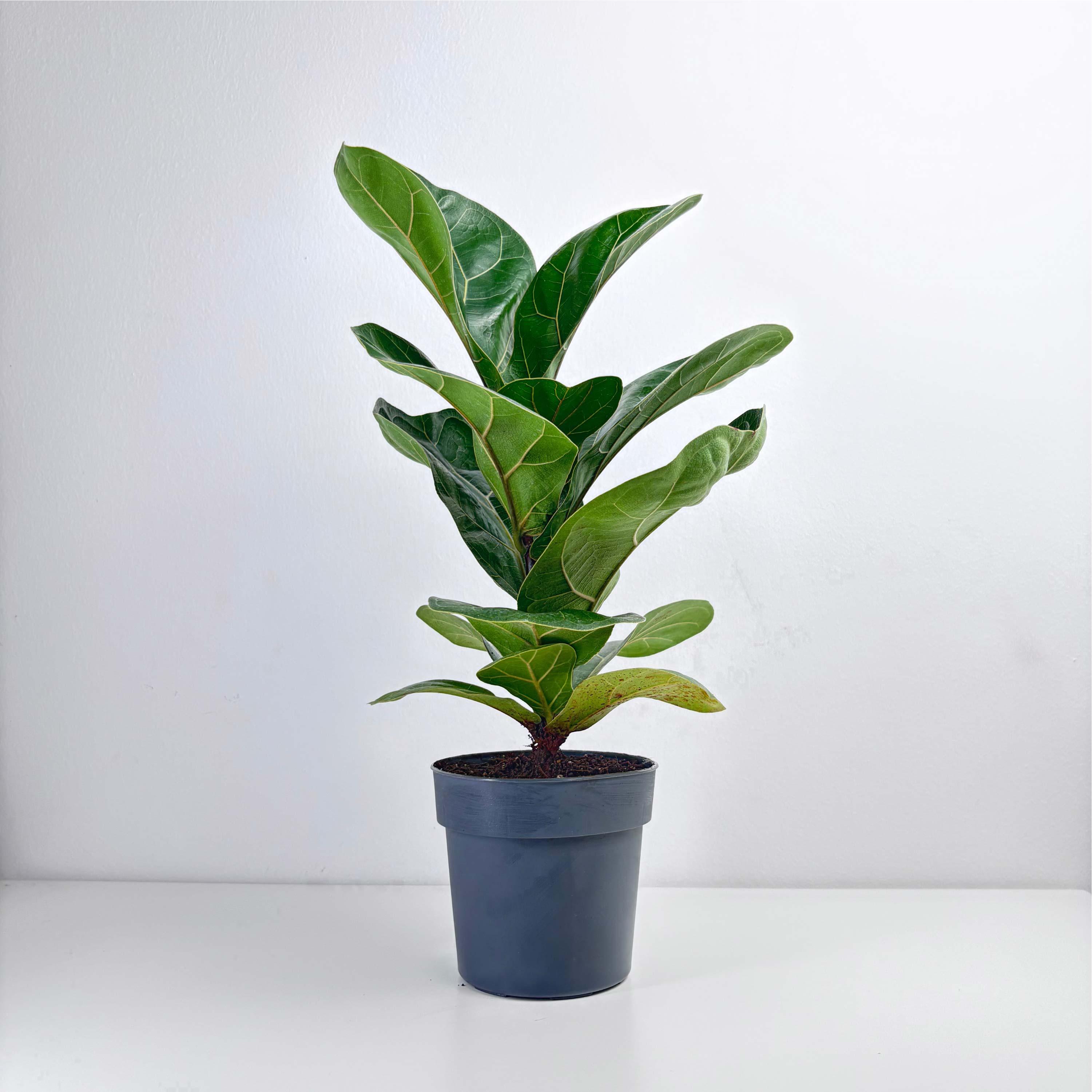 Fiddle Leaf Fig - Leo And Leaf 