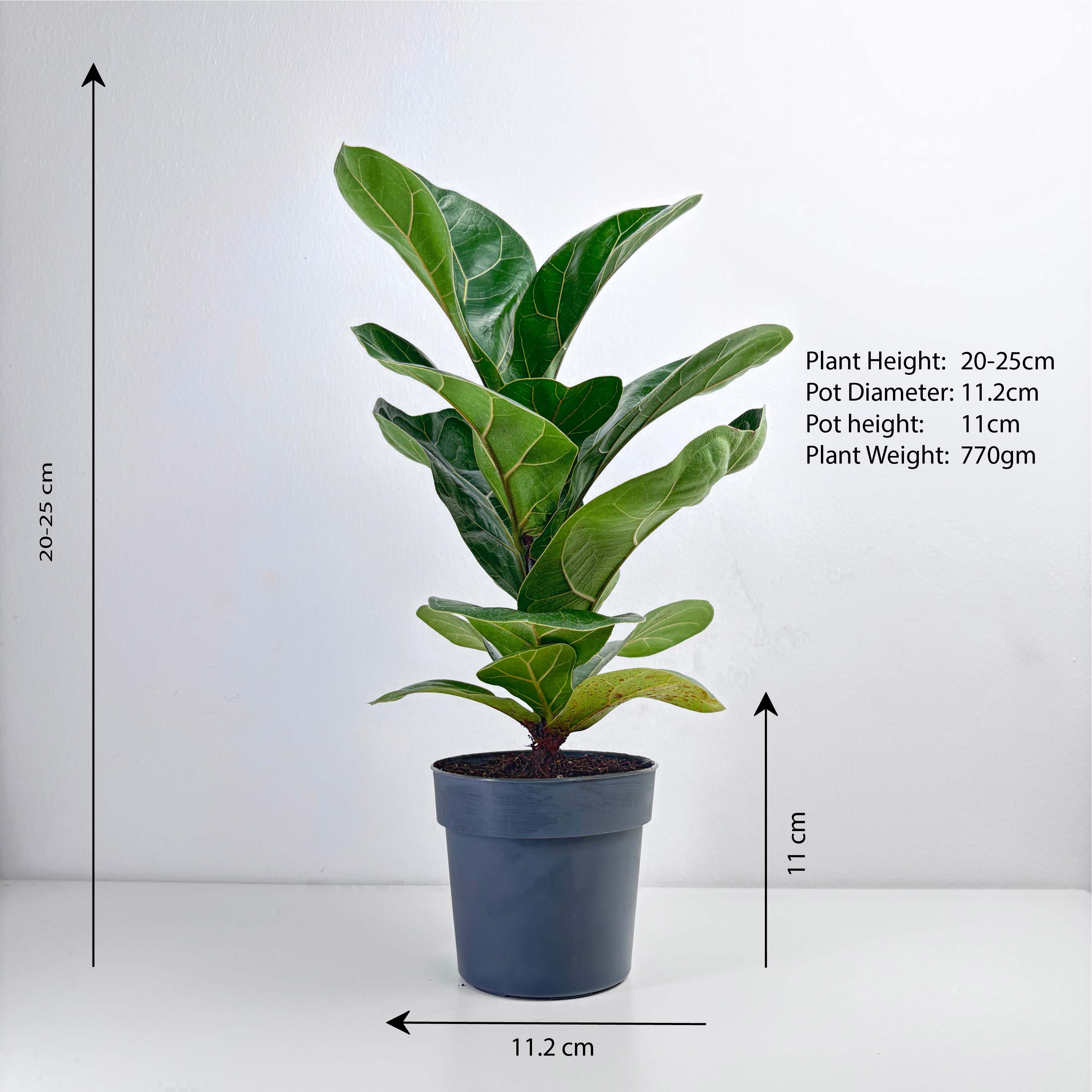 Fiddle Leaf Fig - Leo And Leaf 
