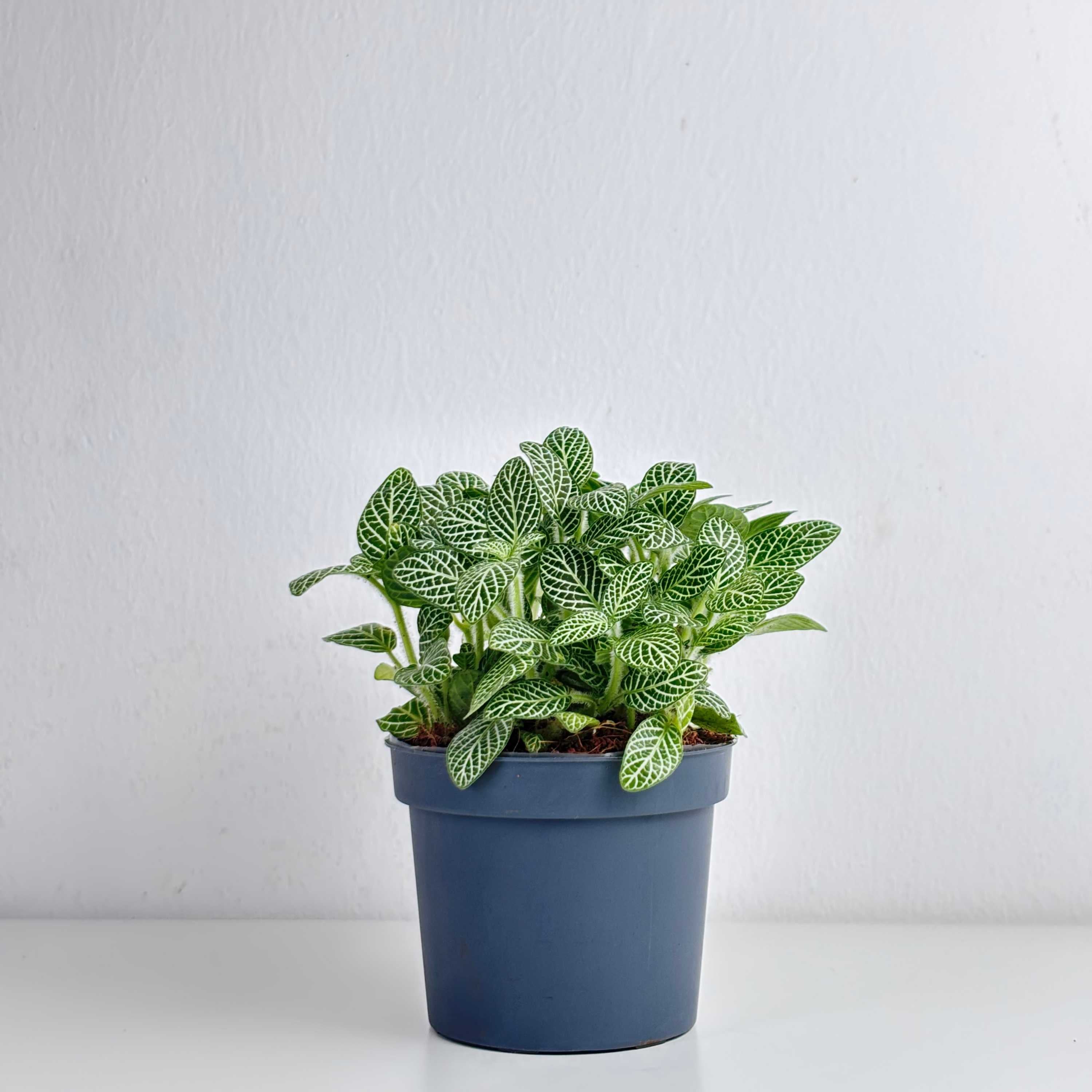 Fittonia Green - Leo And Leaf 