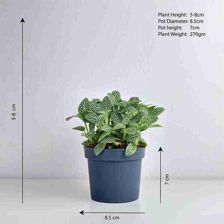 Fittonia Green - Leo And Leaf 