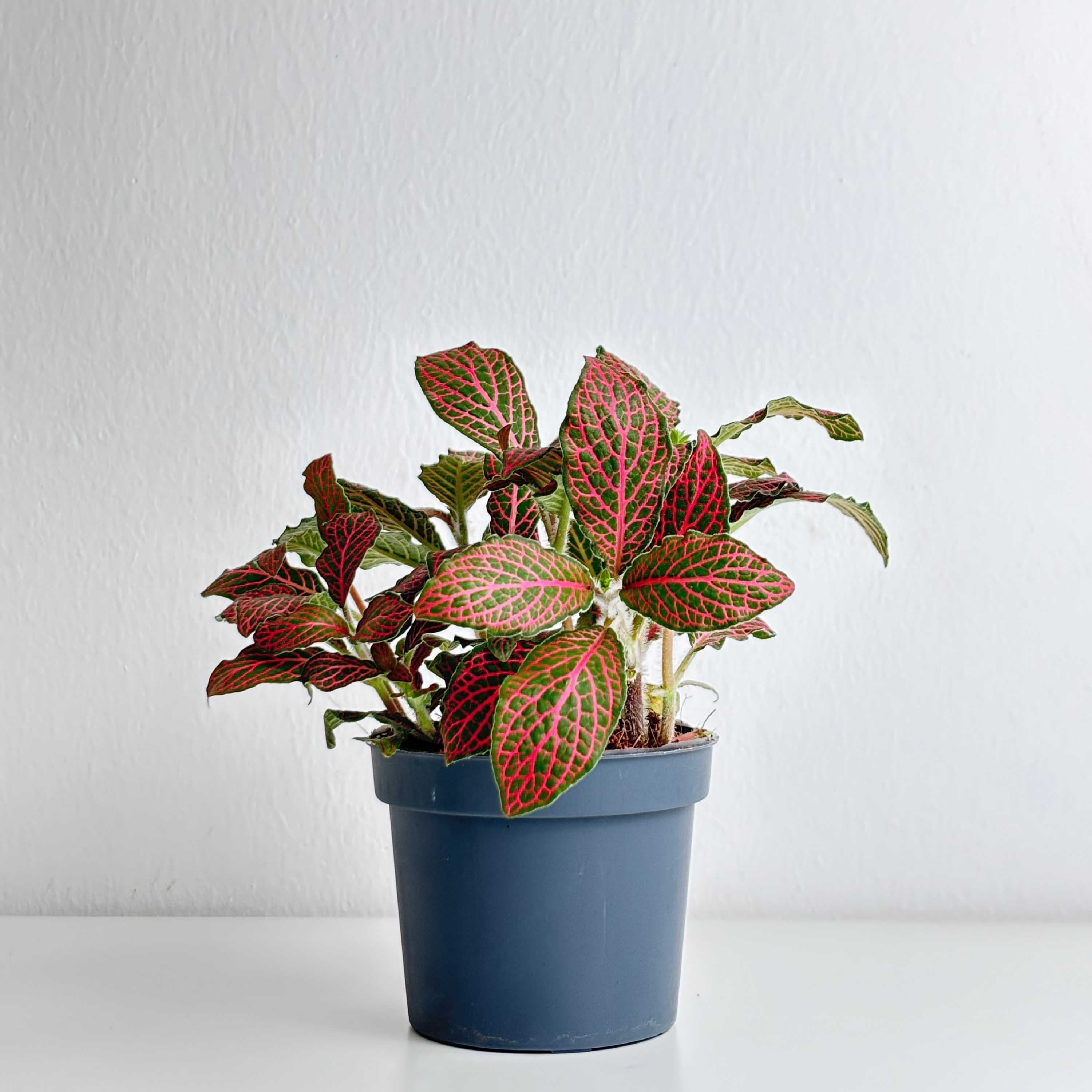 Fittonia Red - Leo And Leaf 