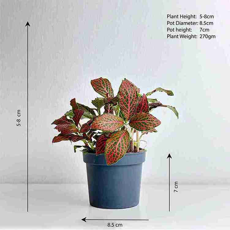 Fittonia Red - Leo And Leaf 