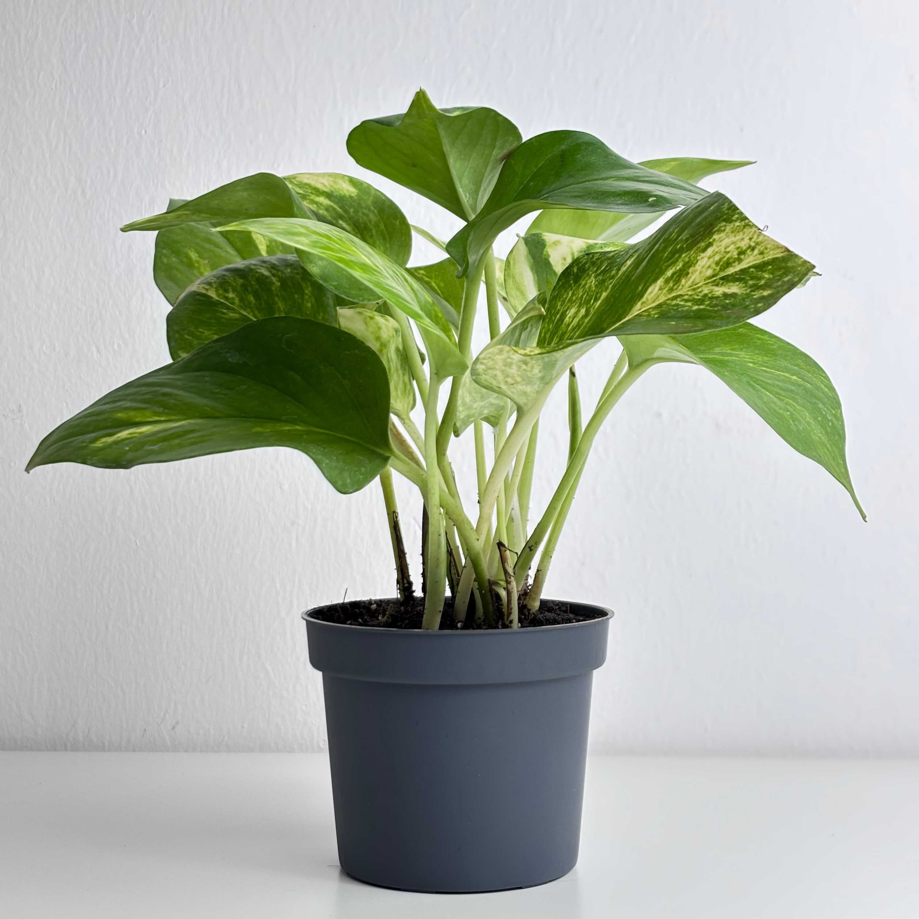 potho golden Golden Pothos – Leo And Leaf