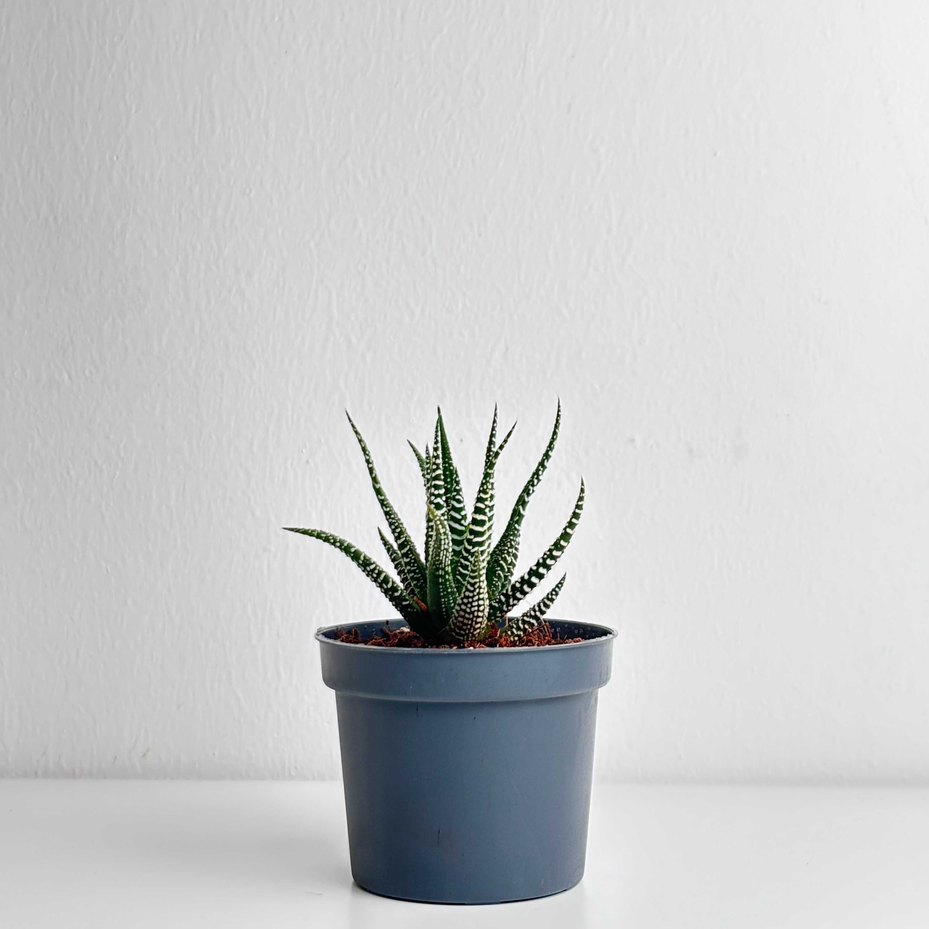 leo succulent Haworthia – Leo And Leaf