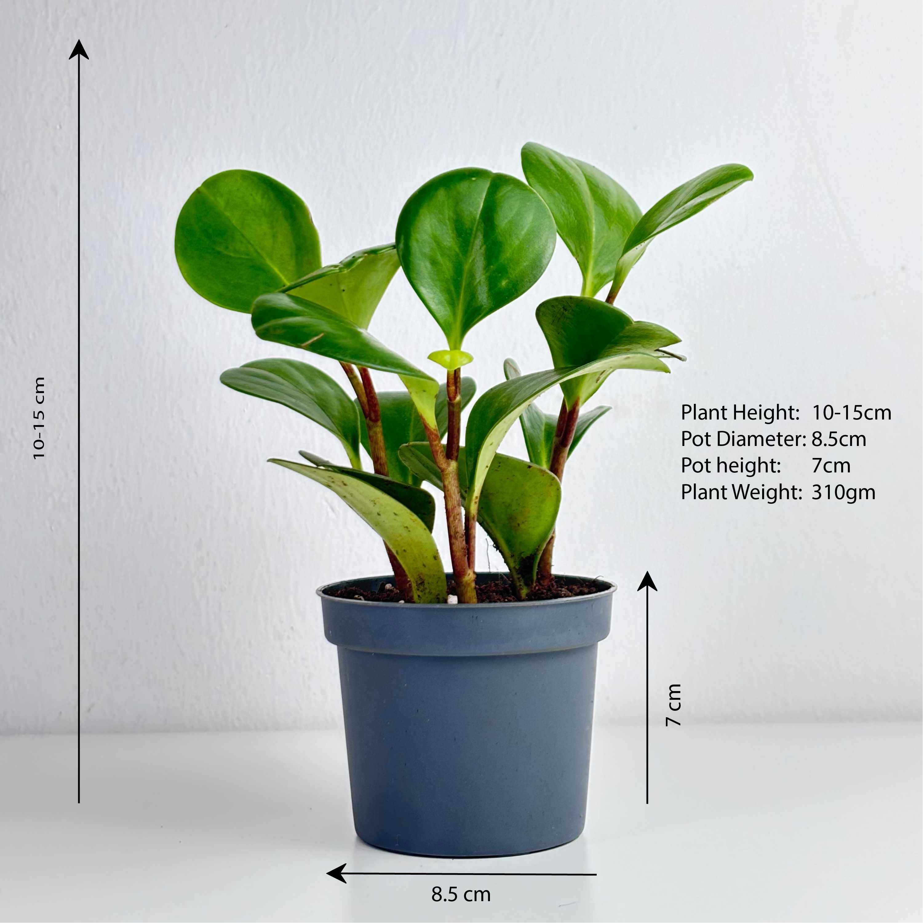 is peperomia an indoor plant Peperomia – Leo And Leaf