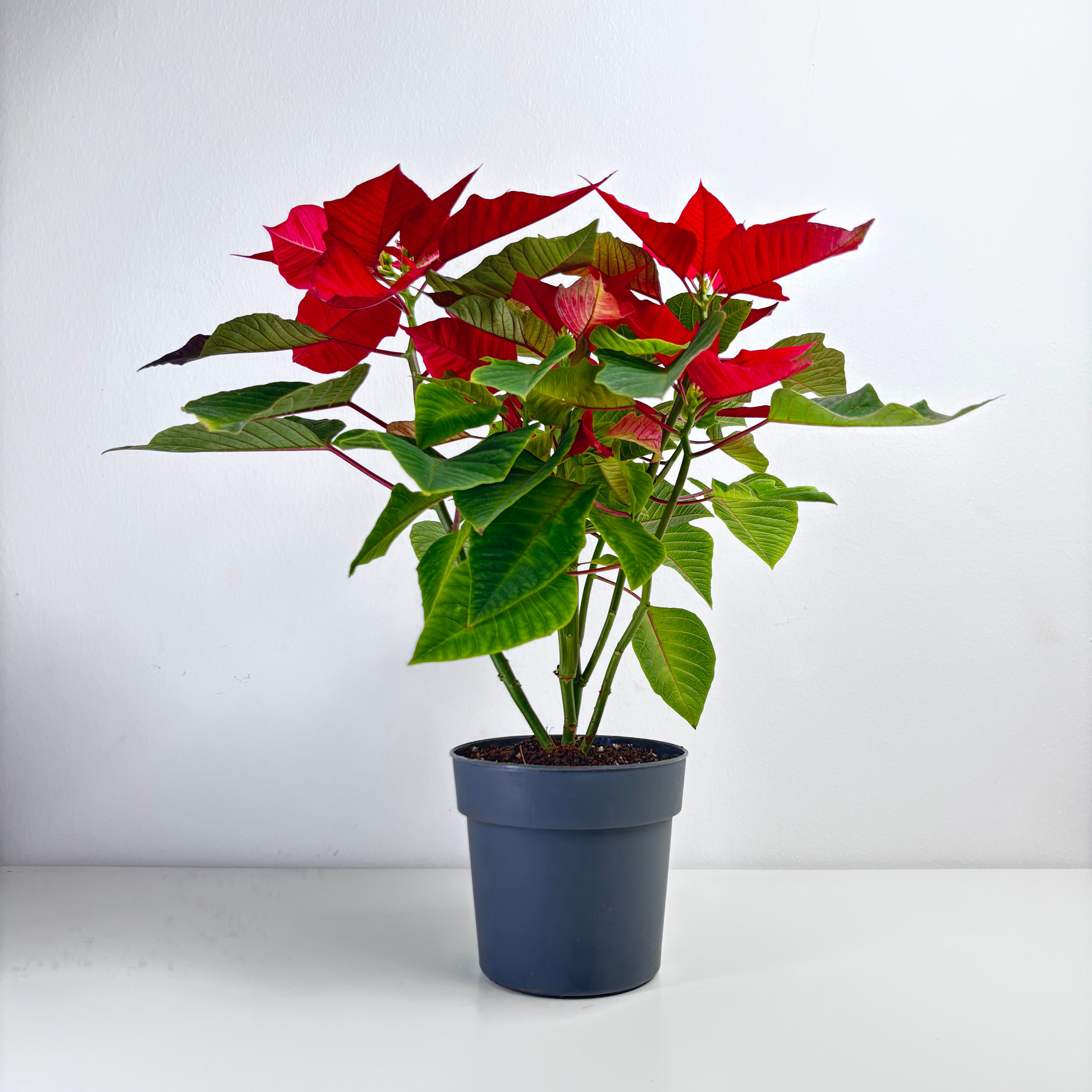 is poinsettia an indoor plant Poinsettia – Leo And Leaf