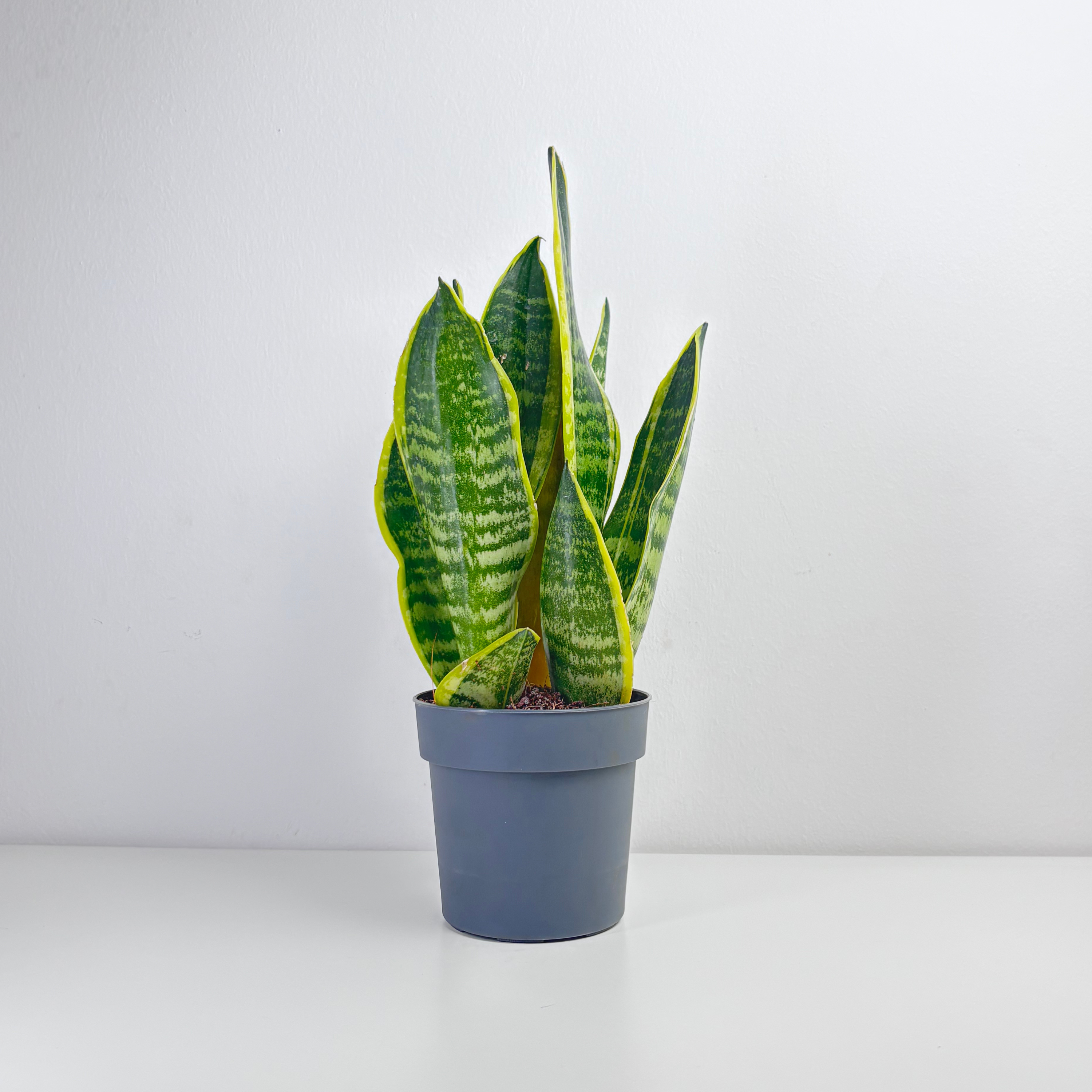 sansevieria plant vs snake plant Snake Plant (Sansevieria trifasciata) – Leo And Leaf