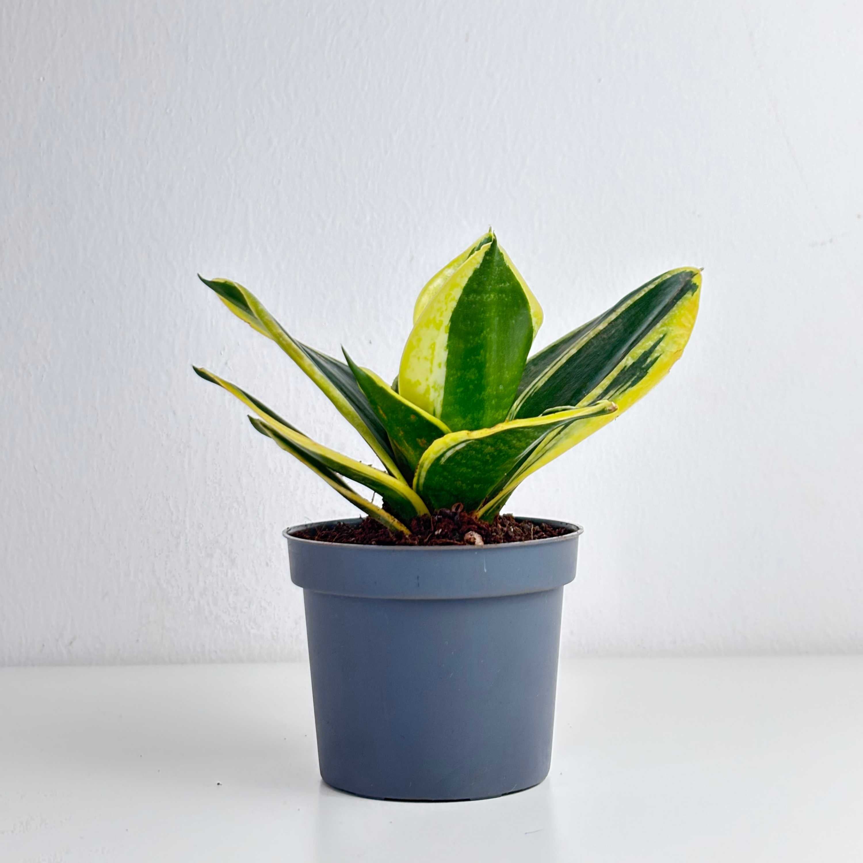 mini sansevieria Dwarf Snake Plant – Leo And Leaf