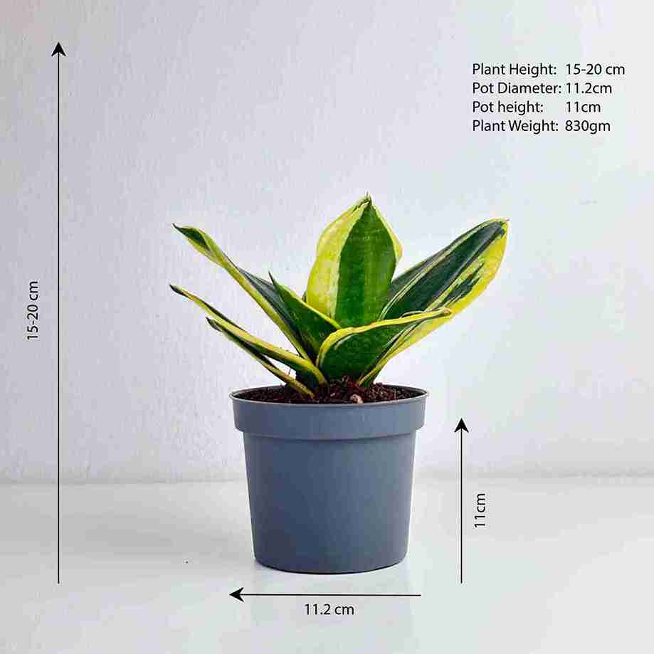 single leaf snake plant Dwarf Snake Plant – Leo And Leaf