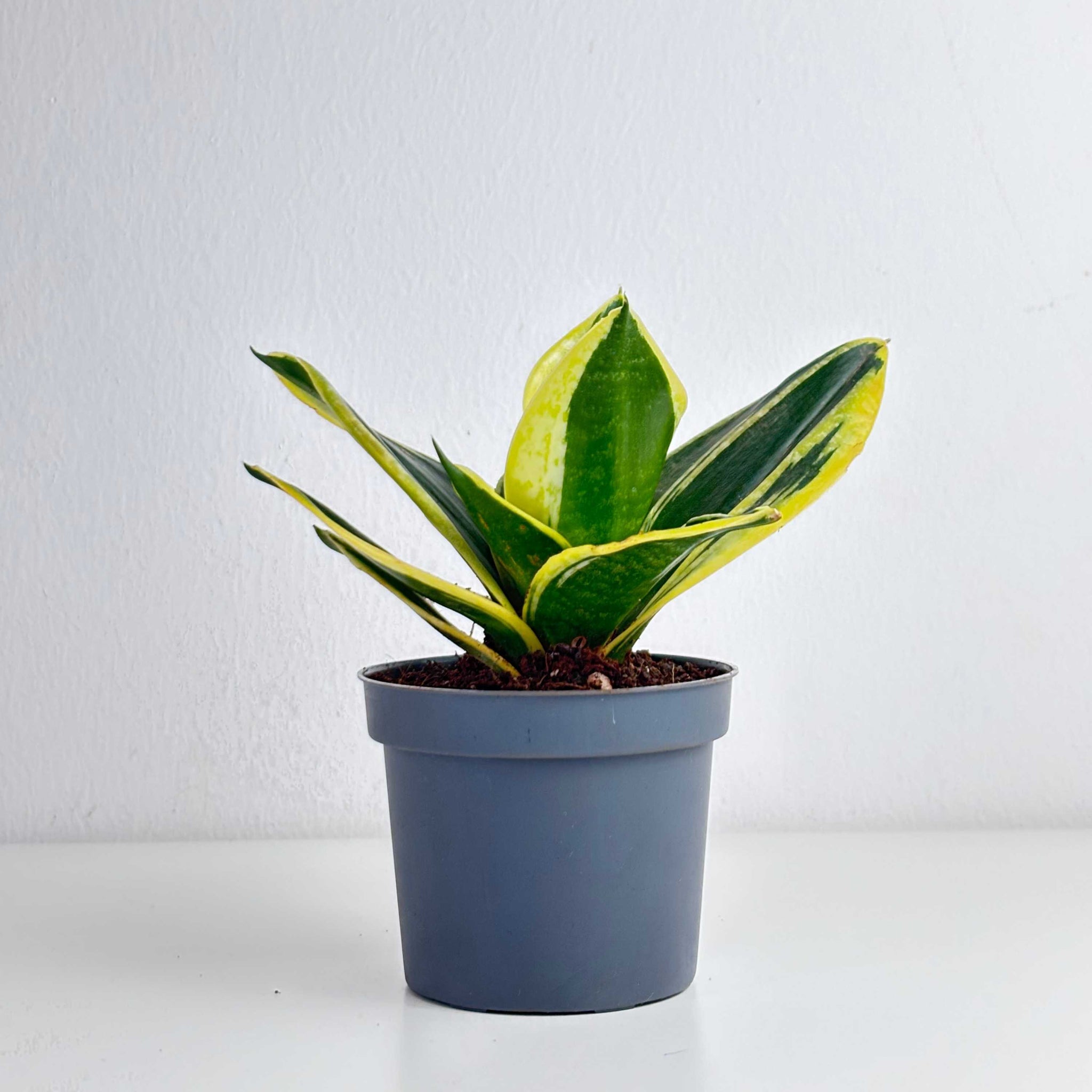 Dwarf Snake Plant – Leo And Leaf