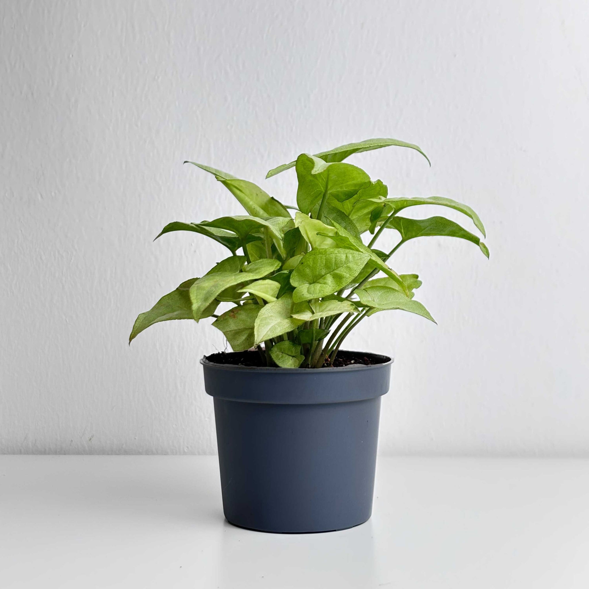is syngonium an indoor plant Syngonium White – Leo And Leaf