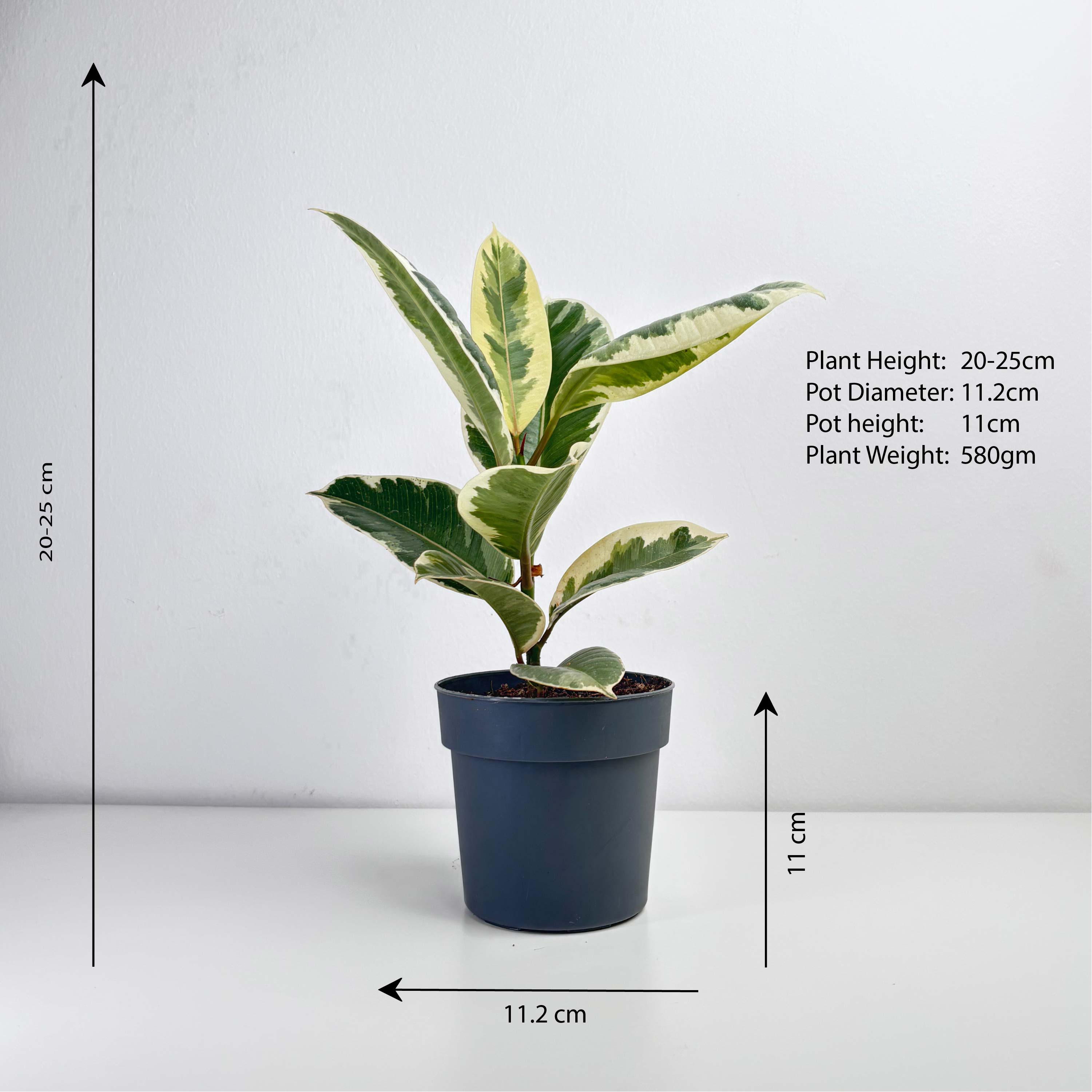 pot for rubber plant Variegated Rubber Plant – Leo And Leaf