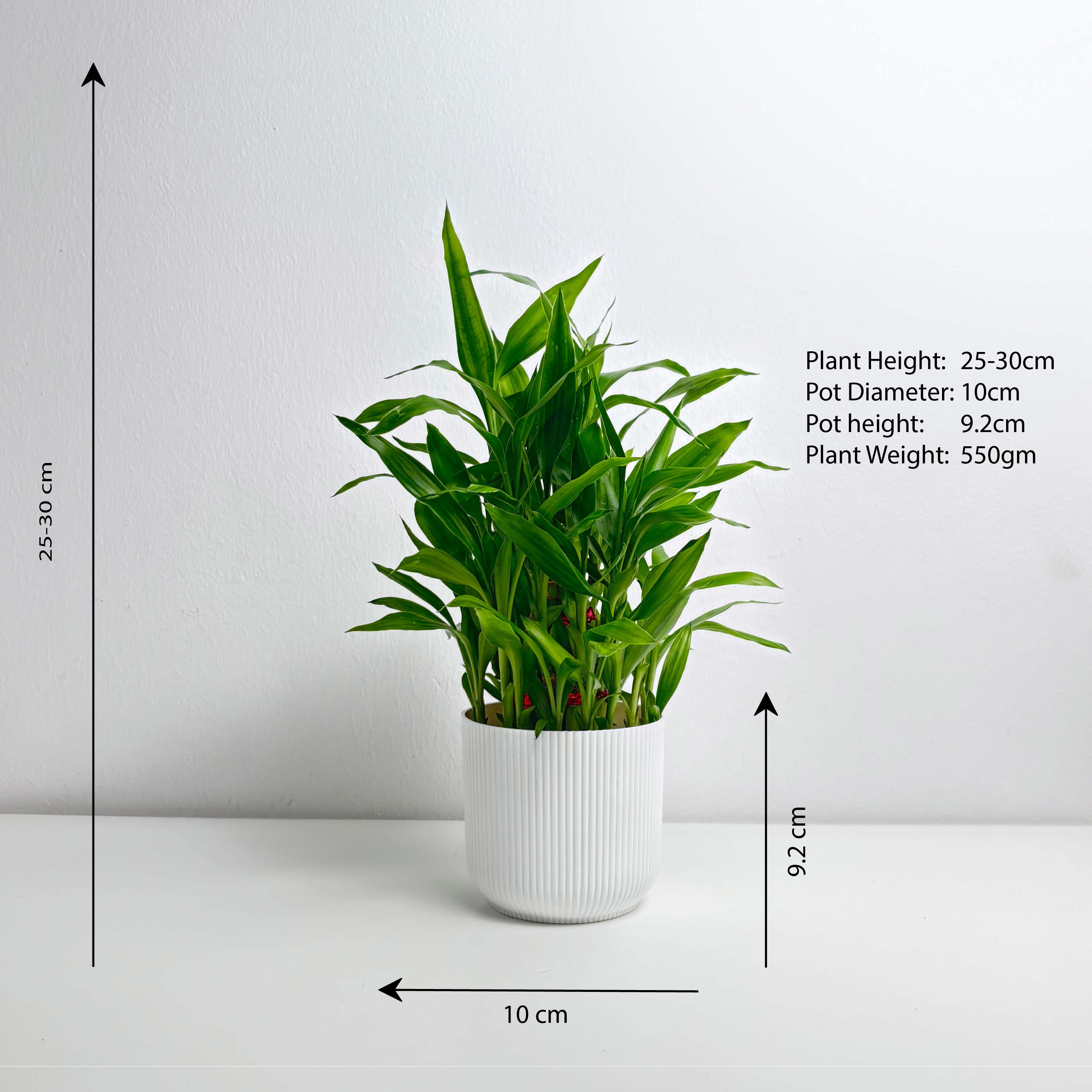 three layer lucky bamboo plant 3 Layer Lucky Bamboo – Leo And Leaf
