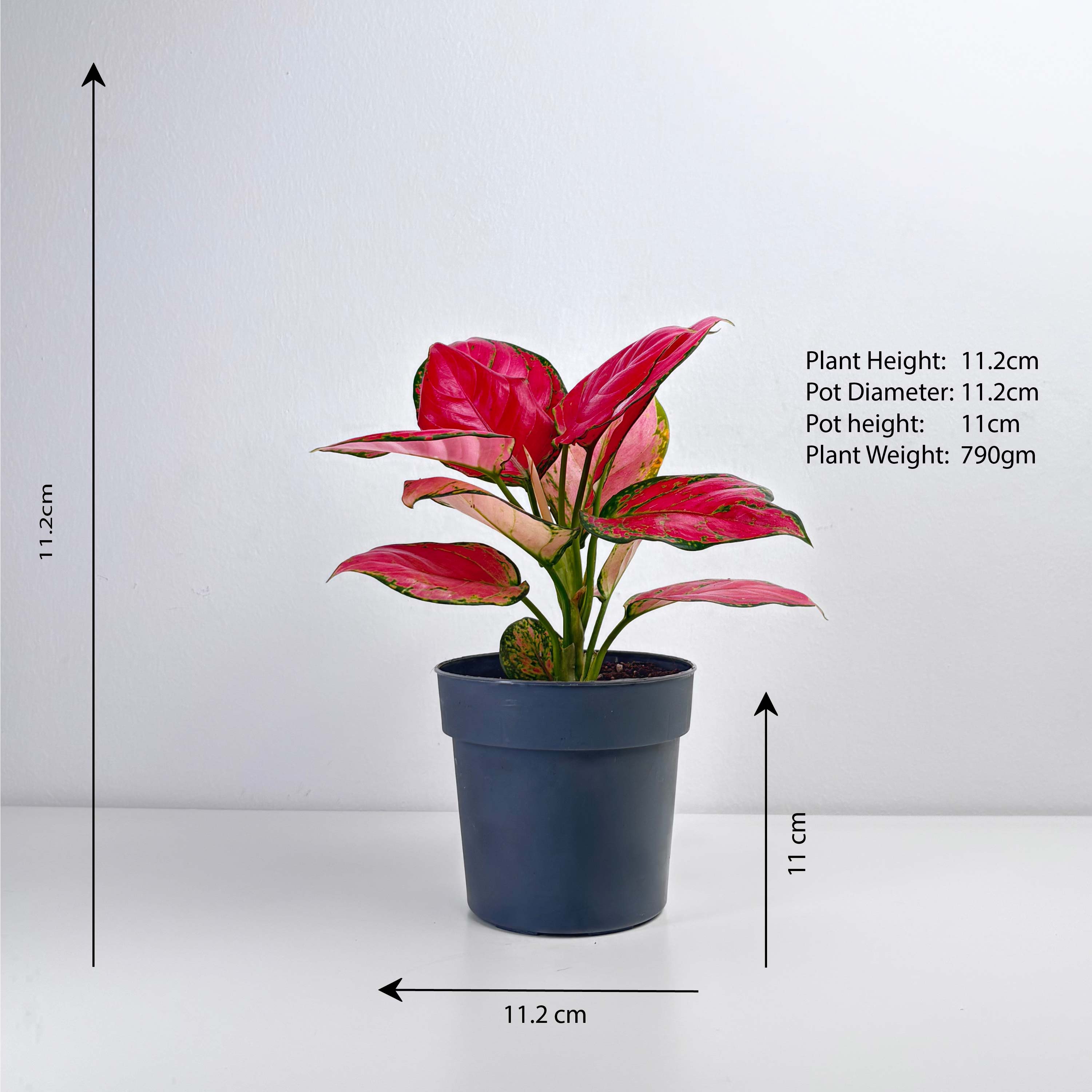 aglaonema plant size Aglaonema Pink – Leo And Leaf