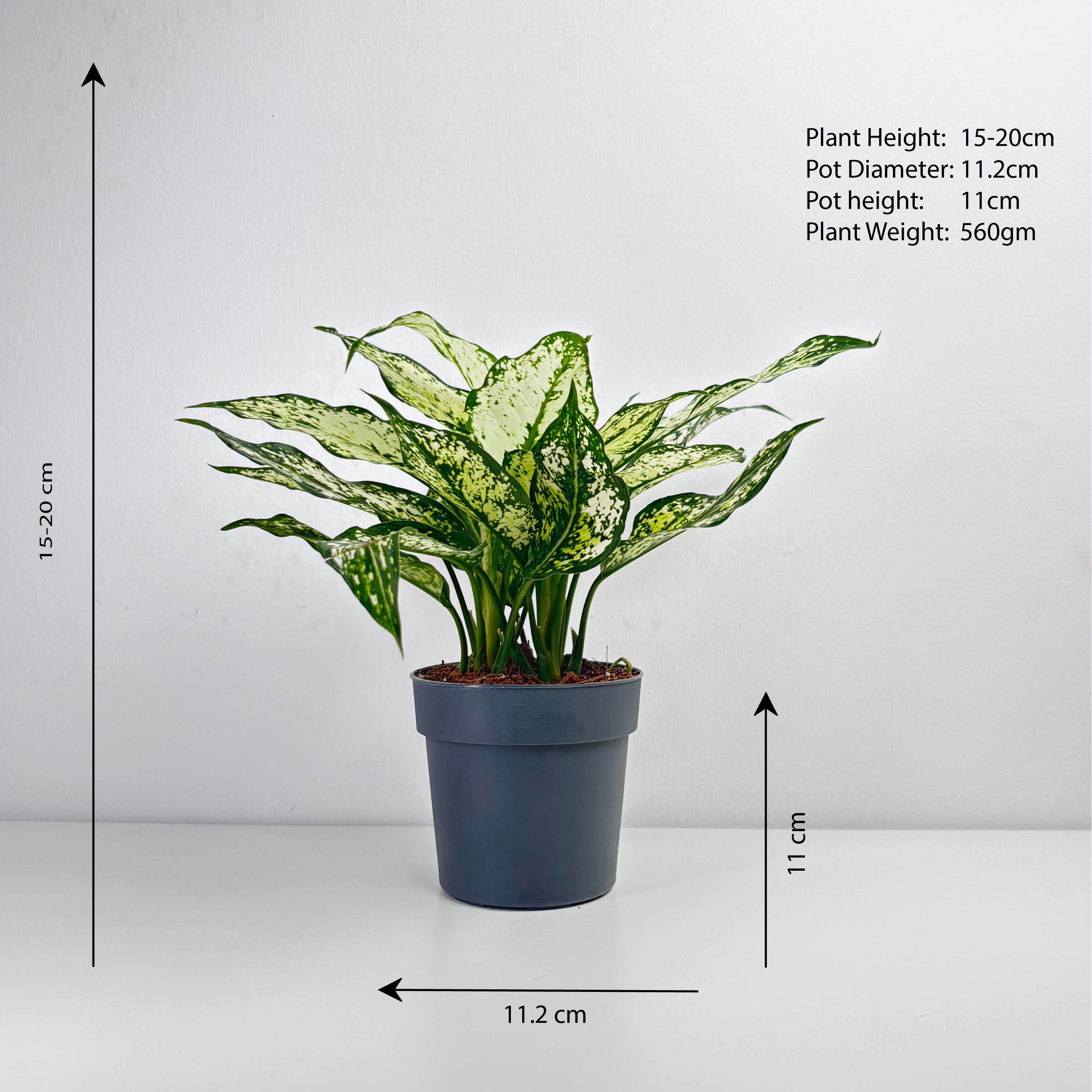 Aglaonema Snow White - Leo And Leaf 