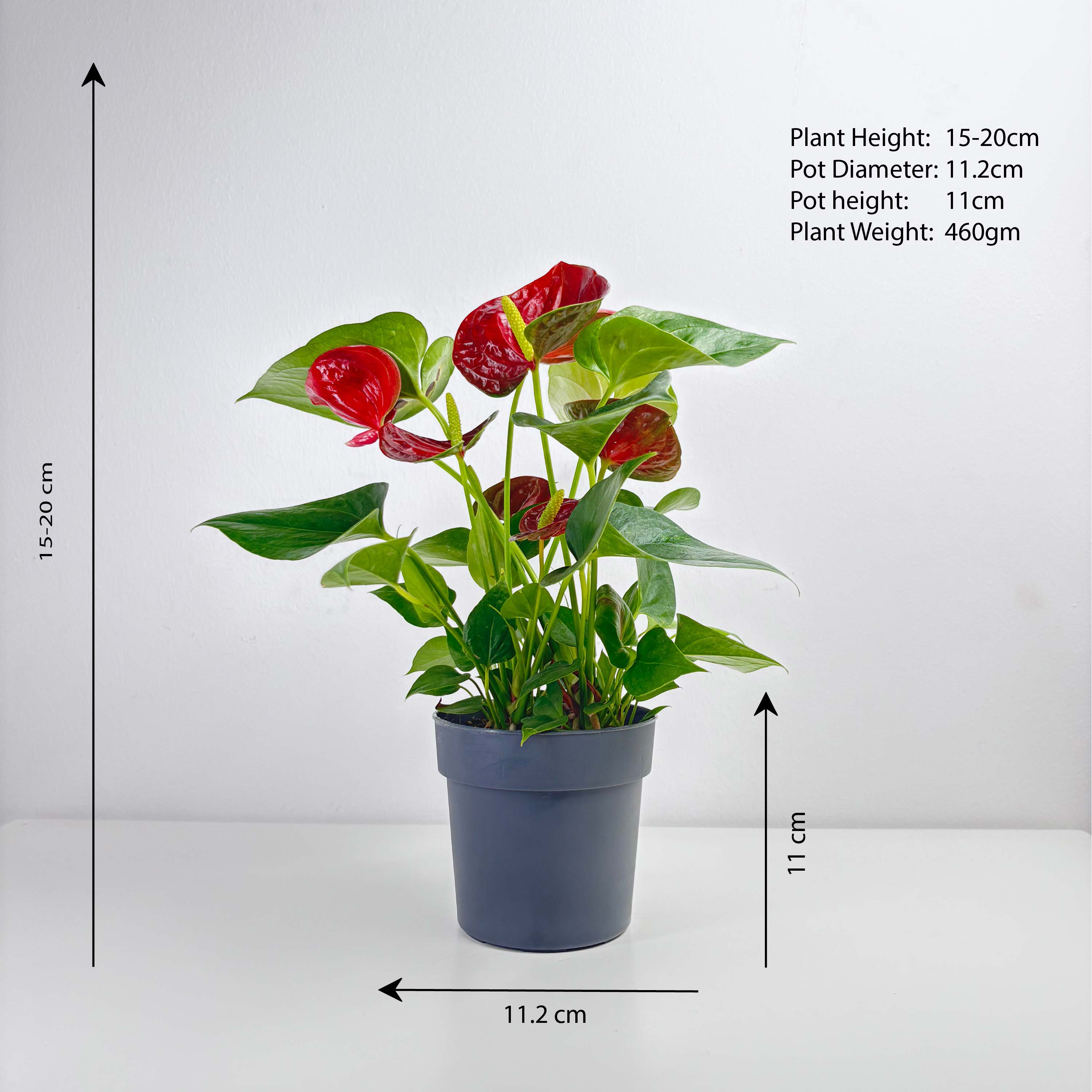 anthurium height Anthurium – Leo And Leaf