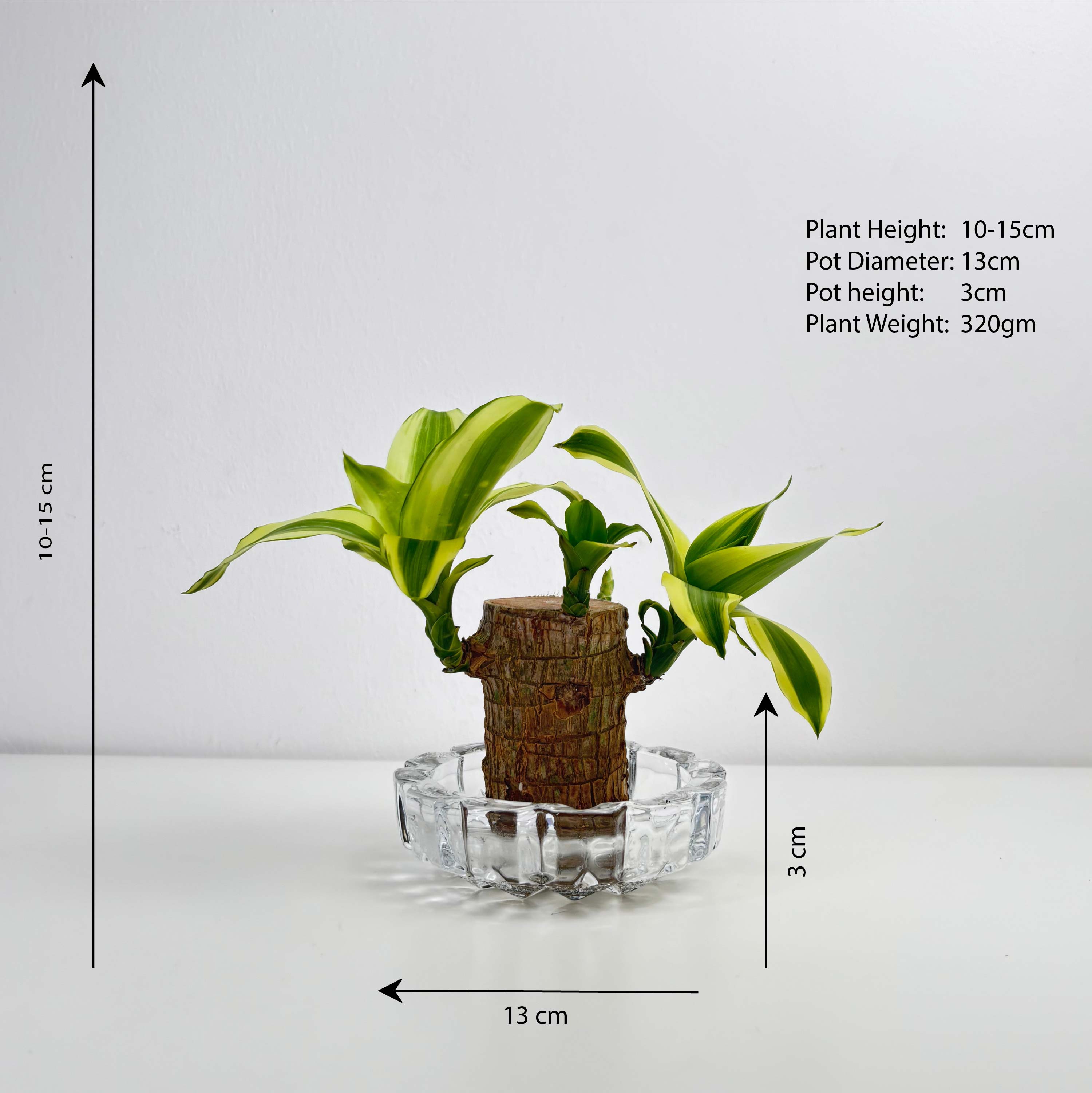 brazil wood potted plant Brazilian Wood – Leo And Leaf