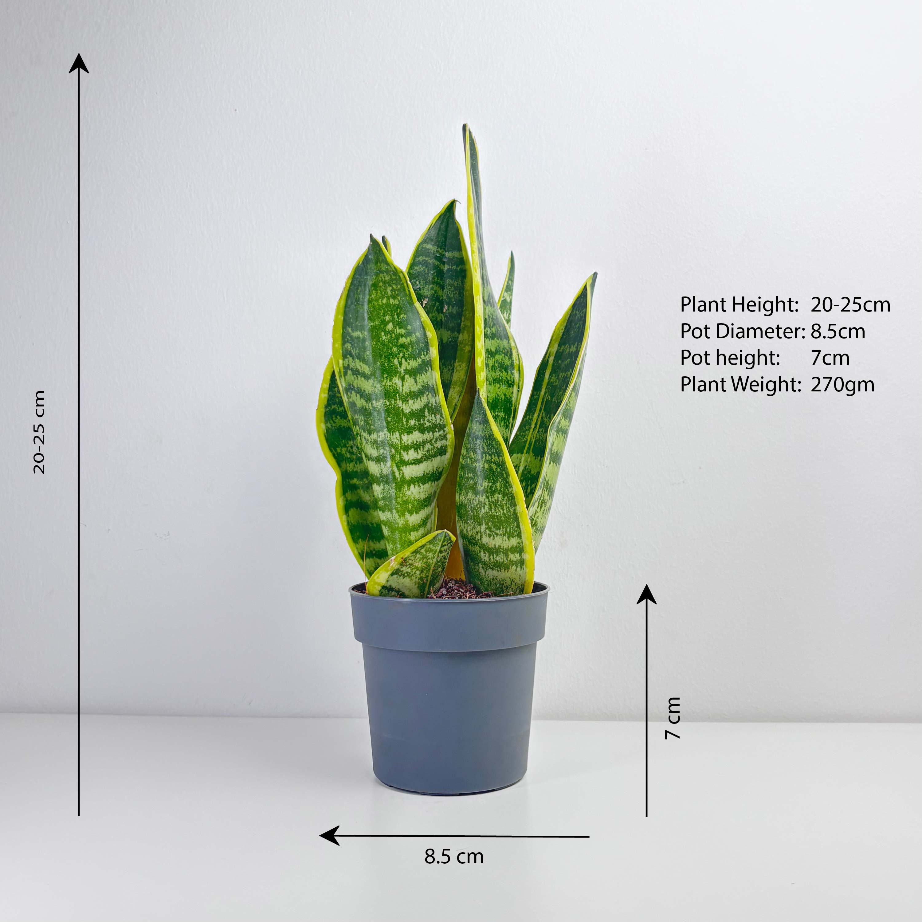 size of snake plant Snake Plant (Sansevieria trifasciata) – Leo And Leaf