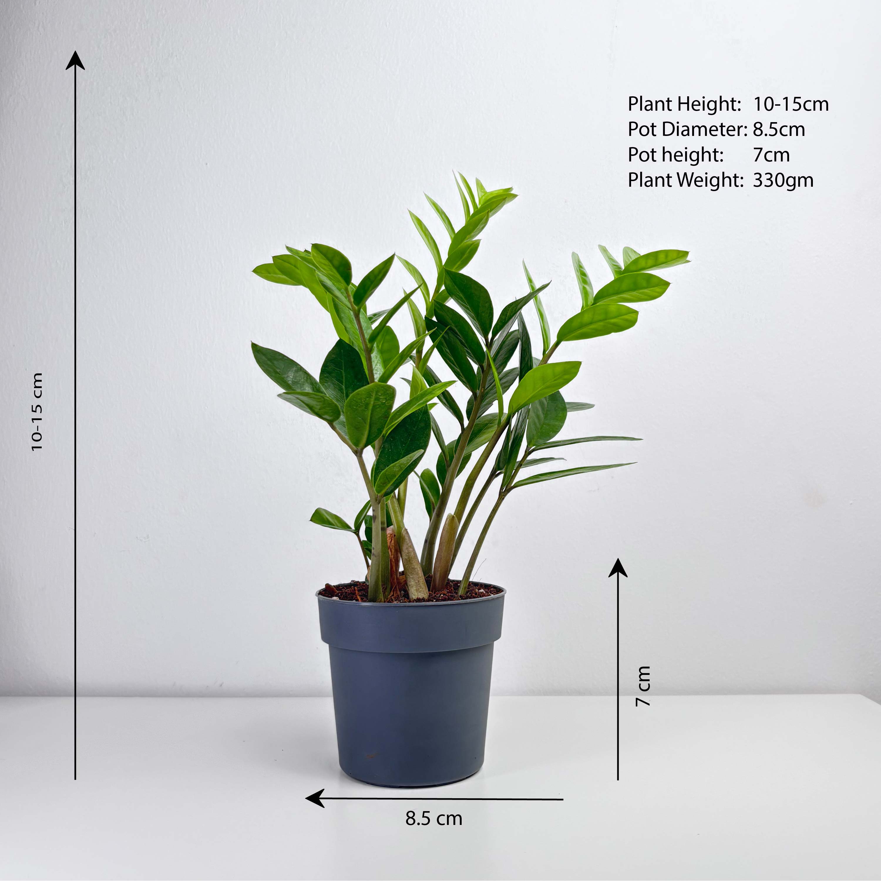 prices of indoor plants ZZ Plant (Small) – Leo And Leaf